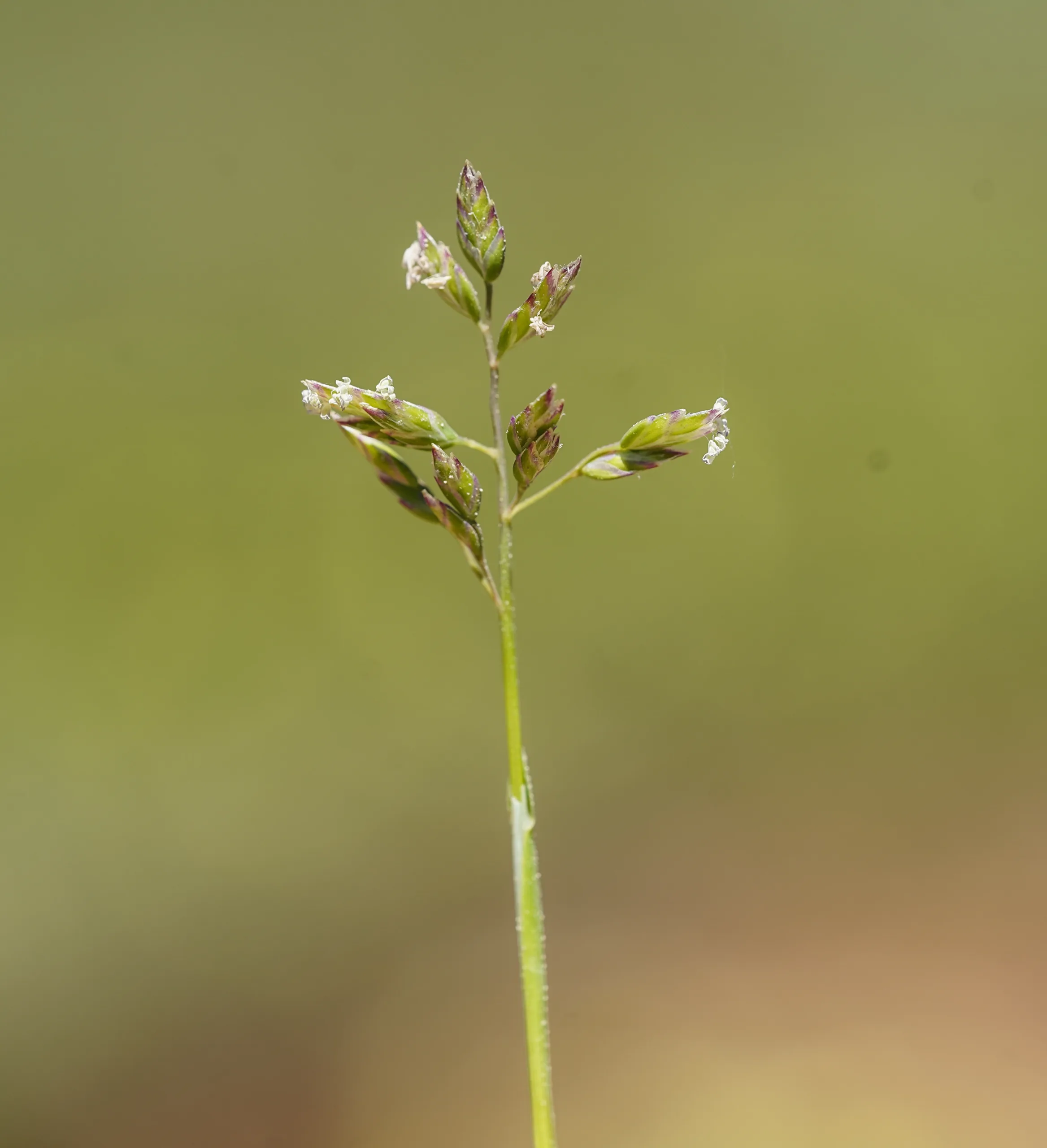 Poa supina