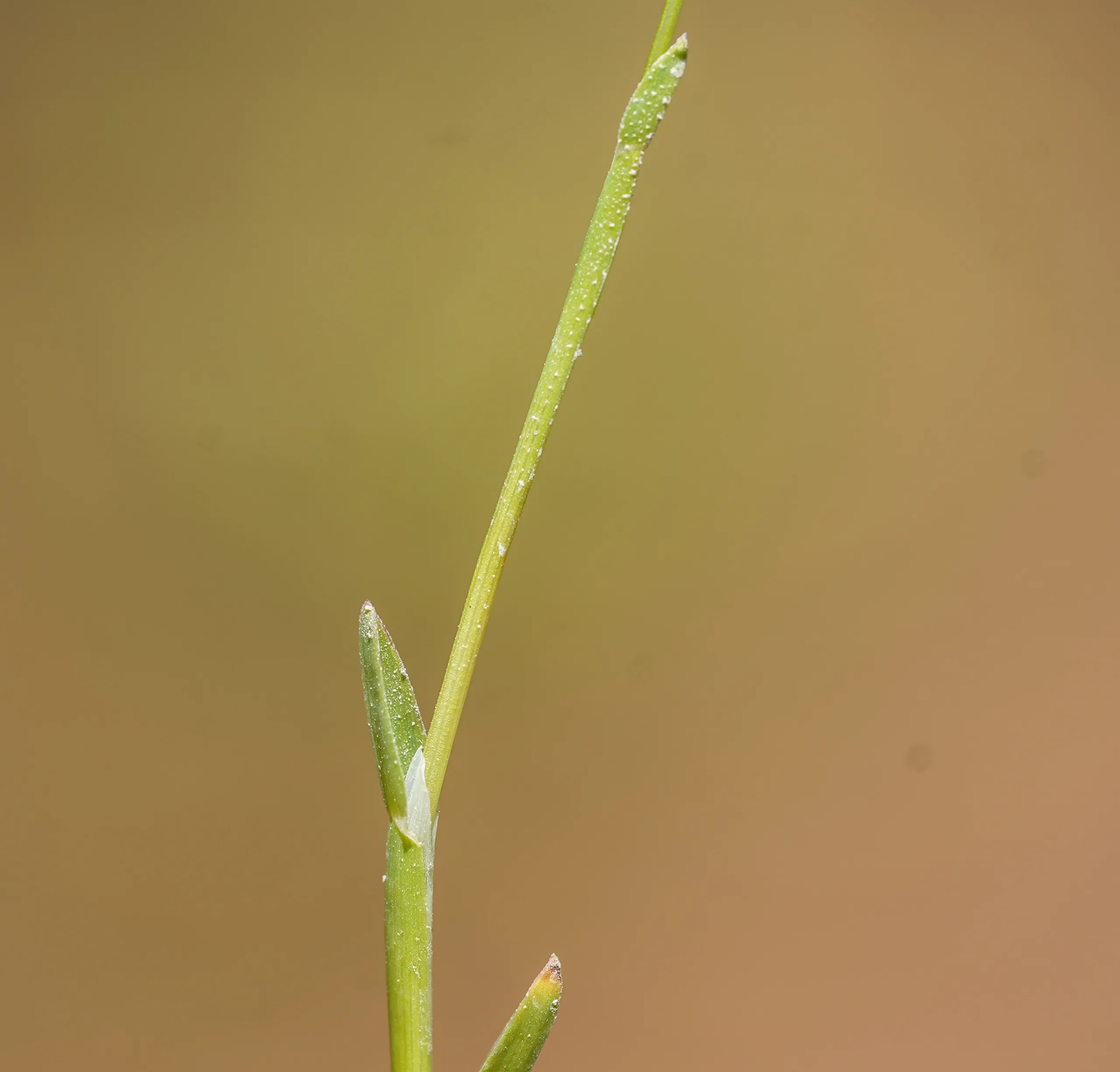 Poa supina