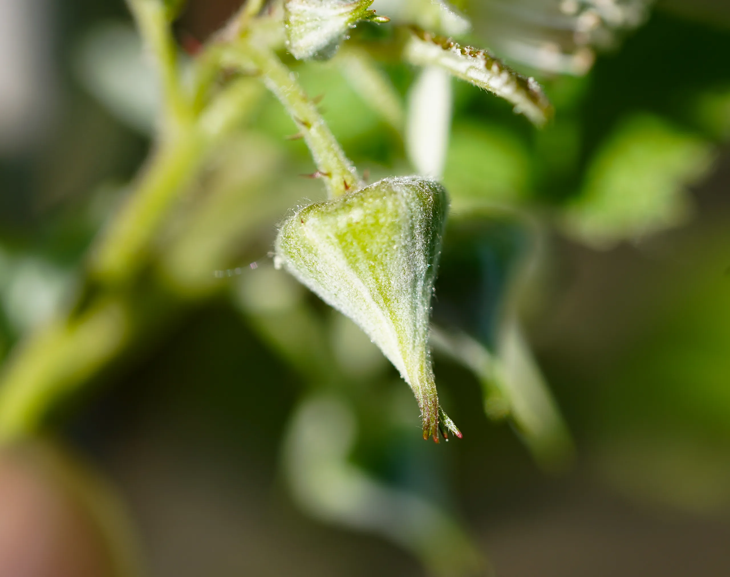 Rubus idaeus