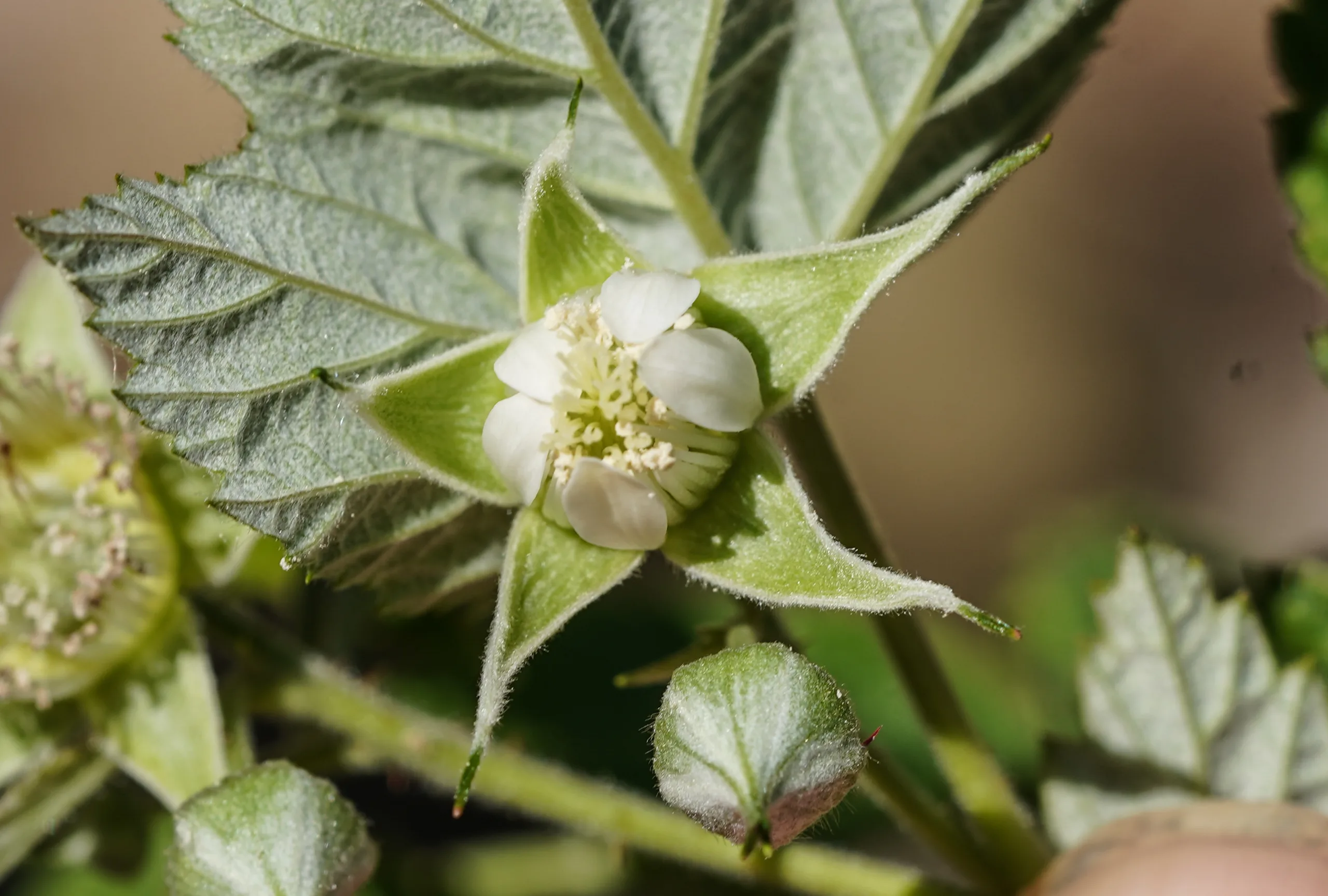 Rubus idaeus