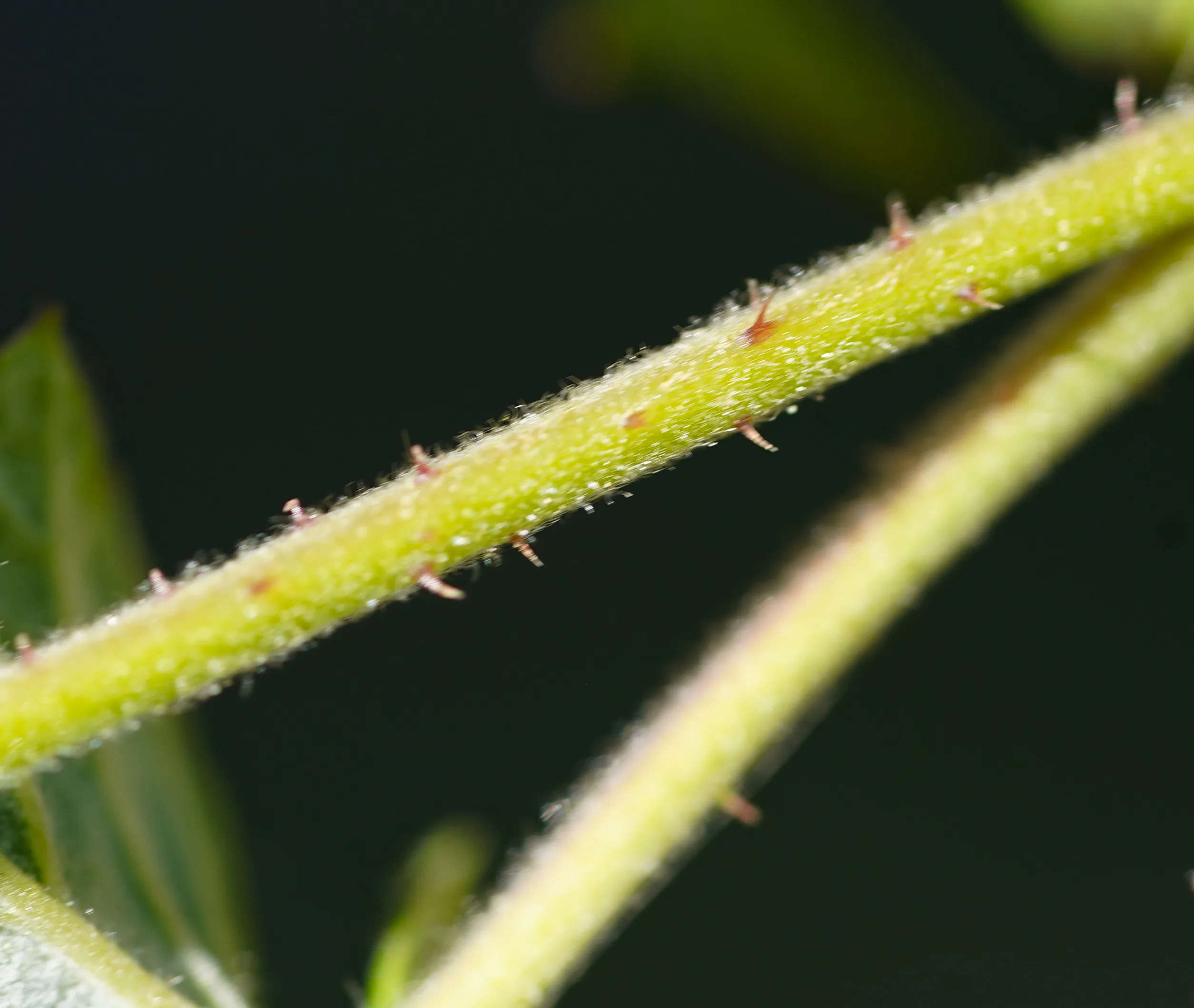 Rubus idaeus