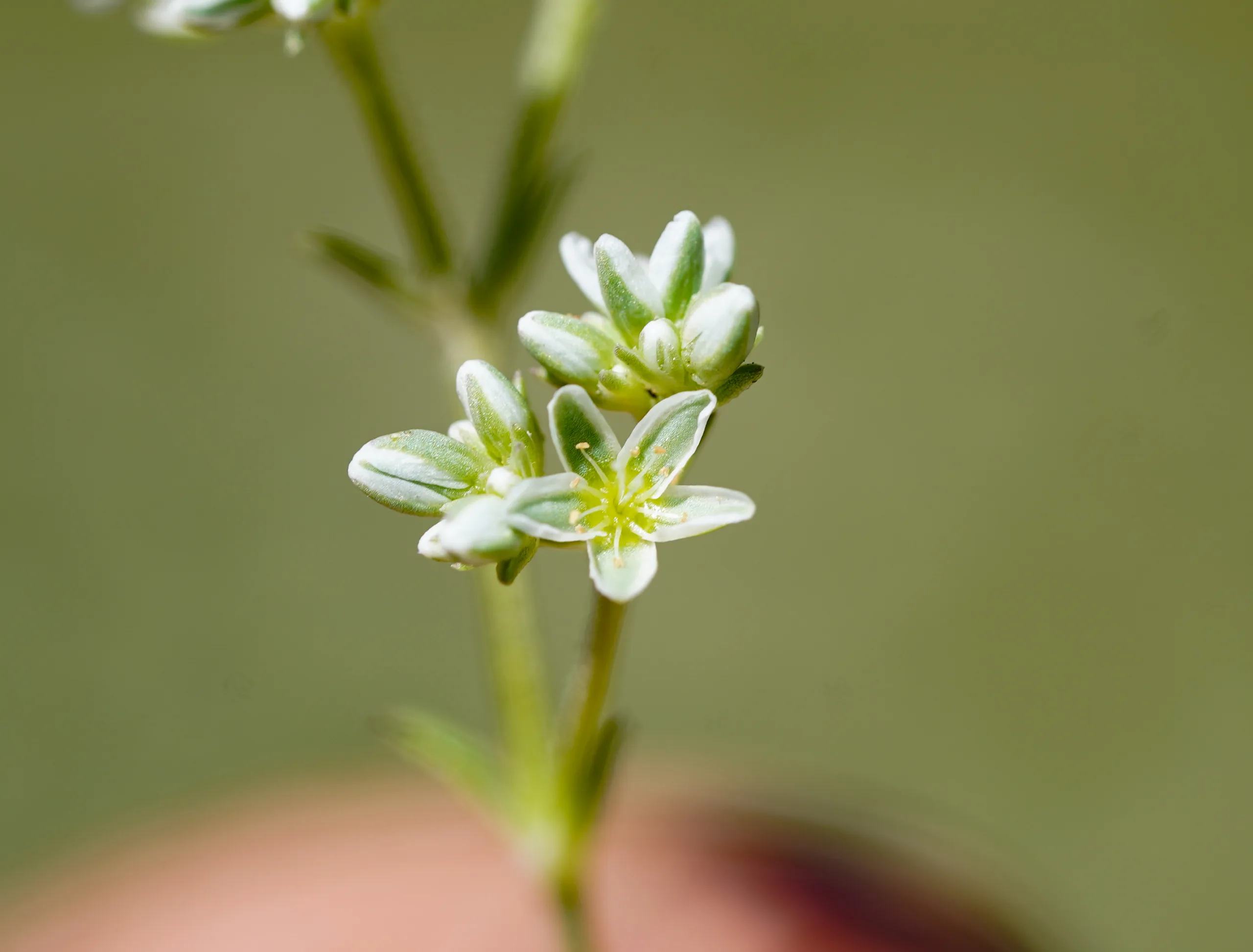 Scleranthus perennis subsp. marginatus (Kaz kınavel)