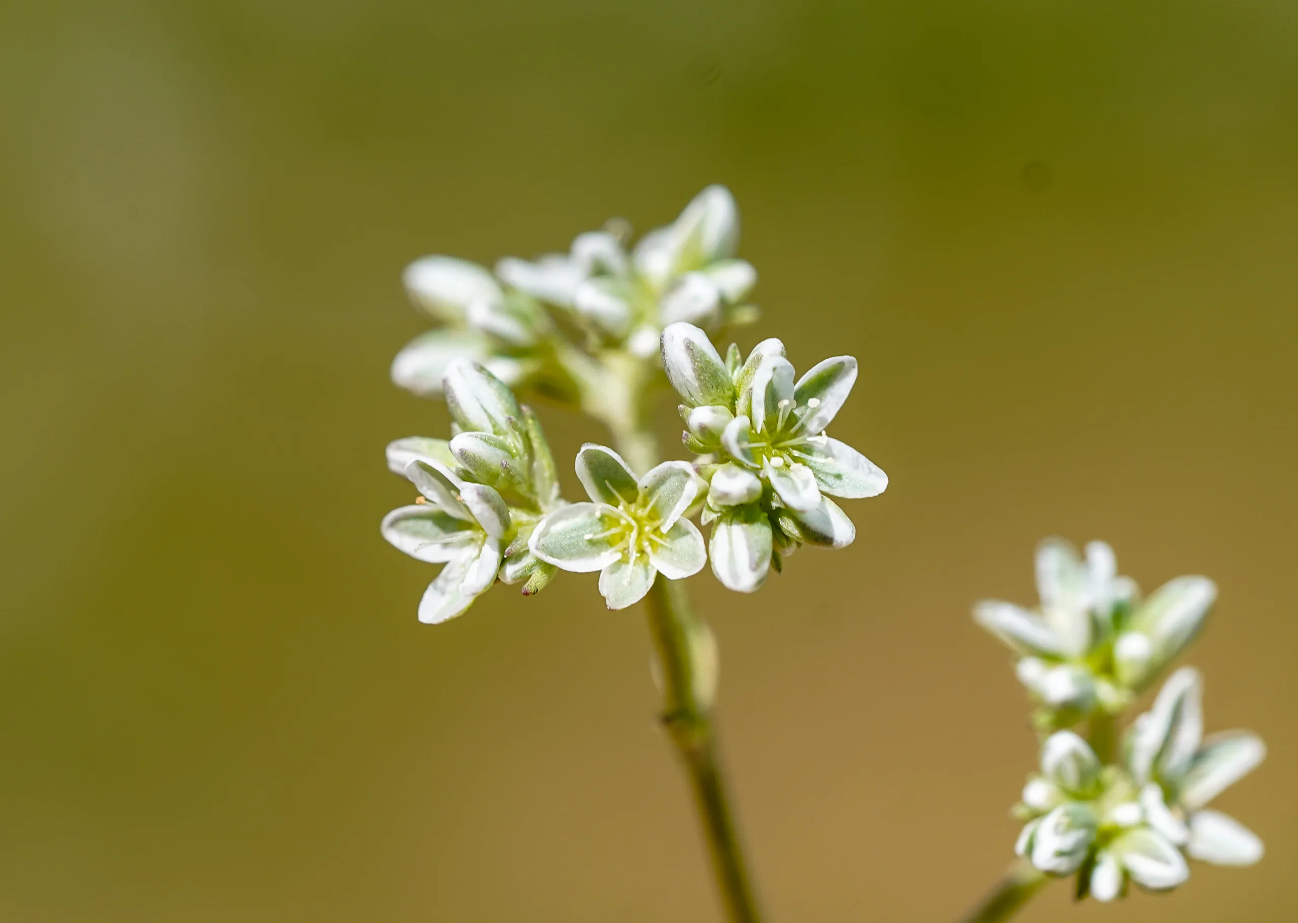 Scleranthus perennis subsp. marginatus