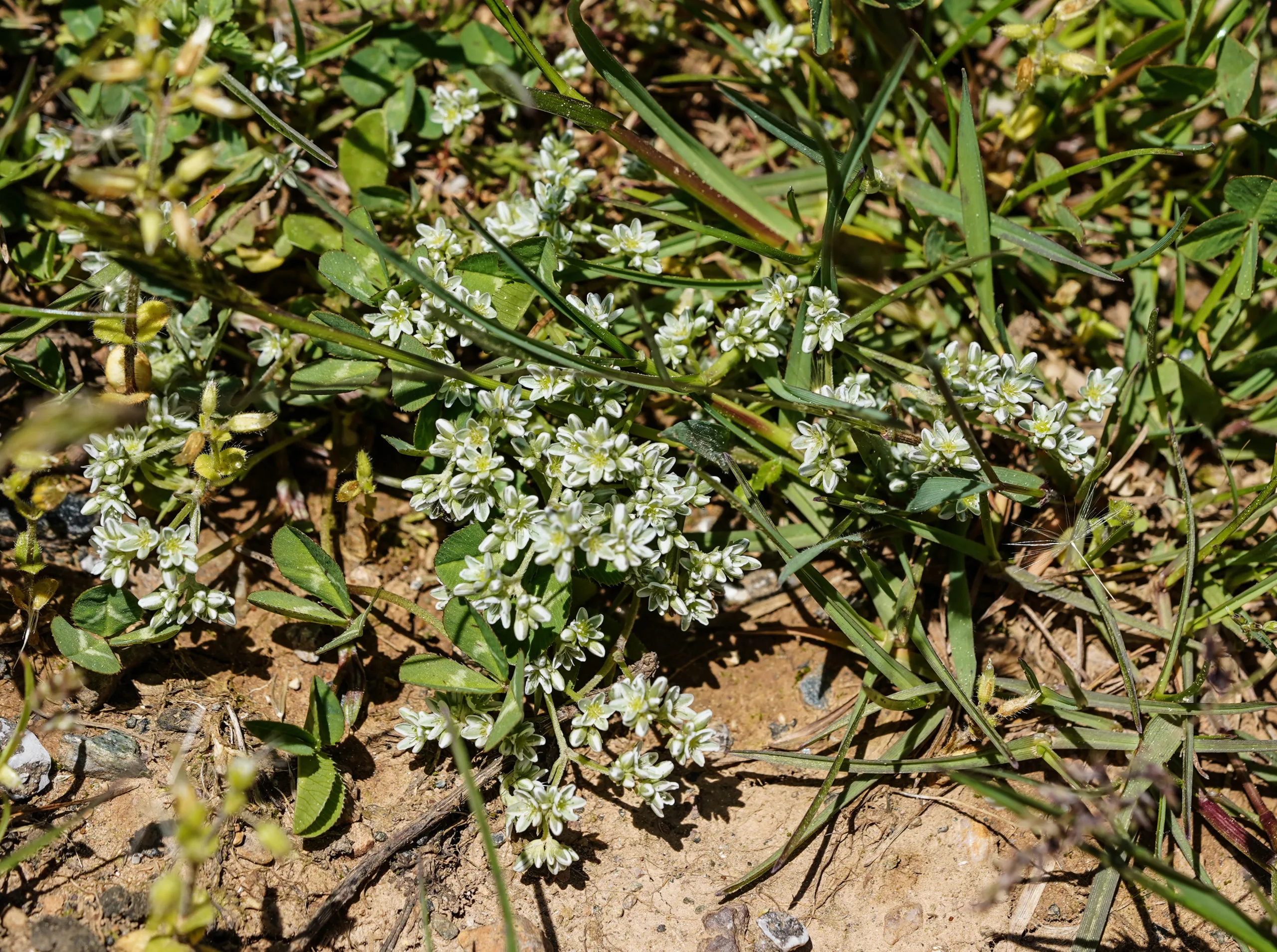 Scleranthus perennis subsp. marginatus