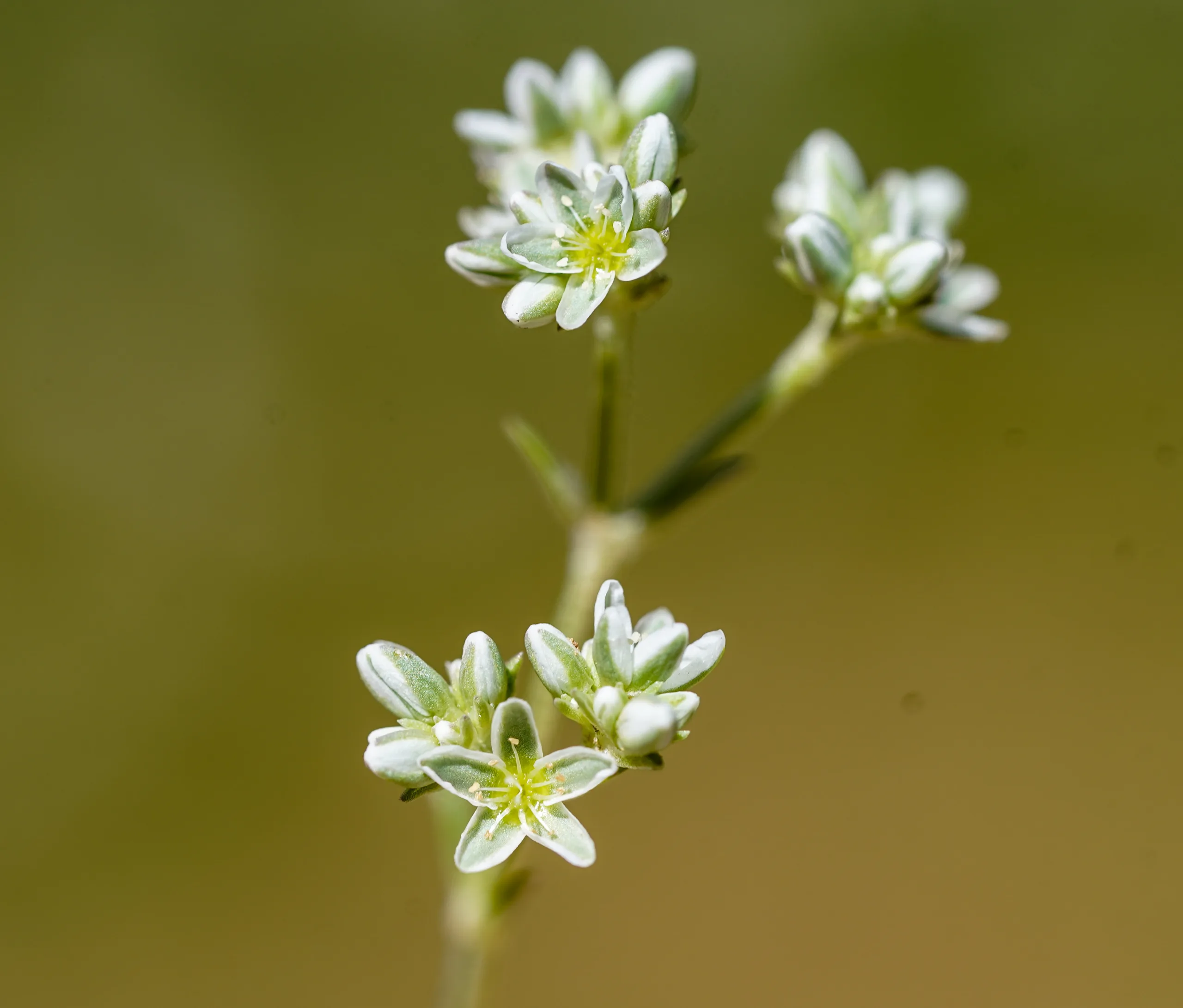 Scleranthus perennis subsp. marginatus