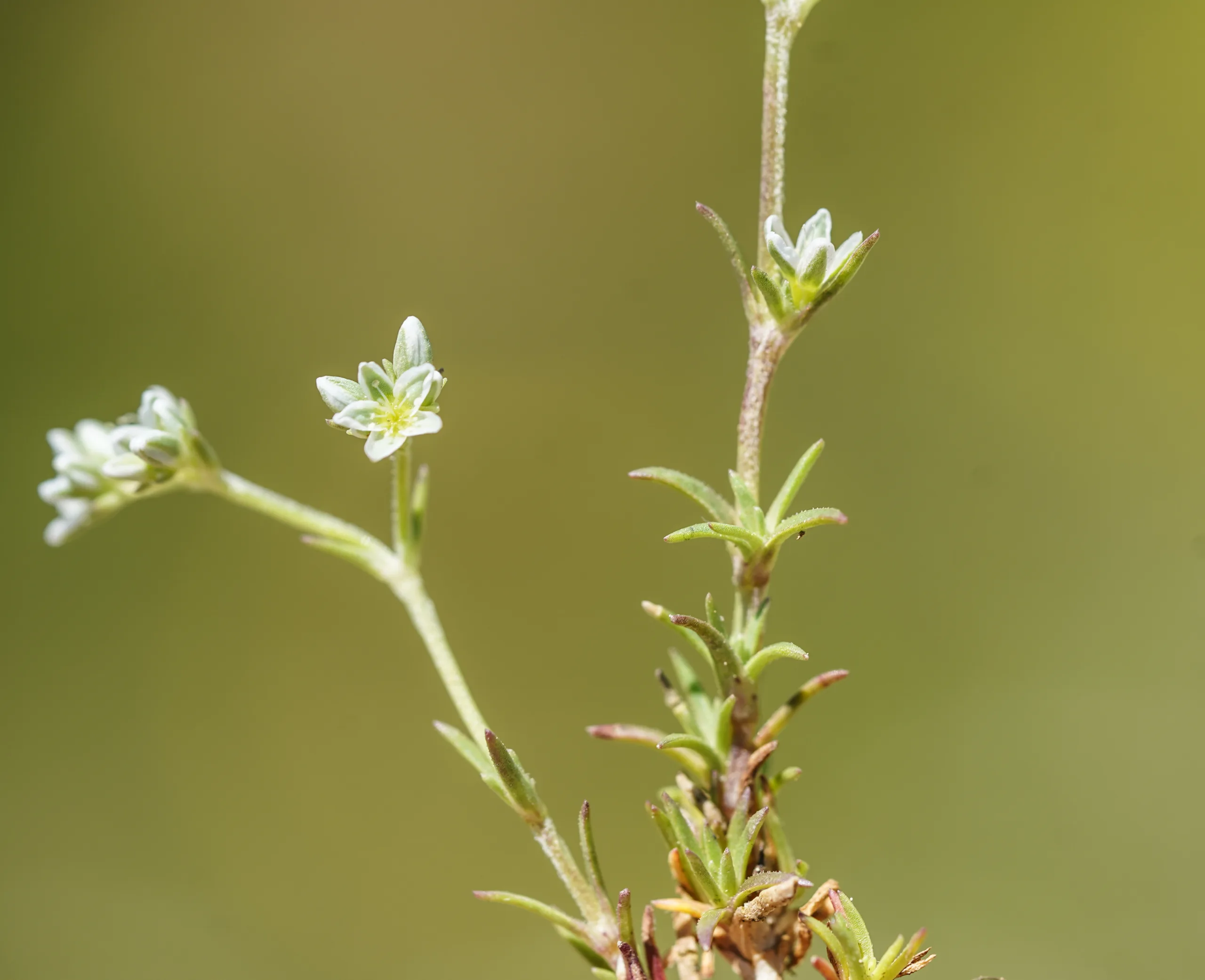 Scleranthus perennis subsp. marginatus