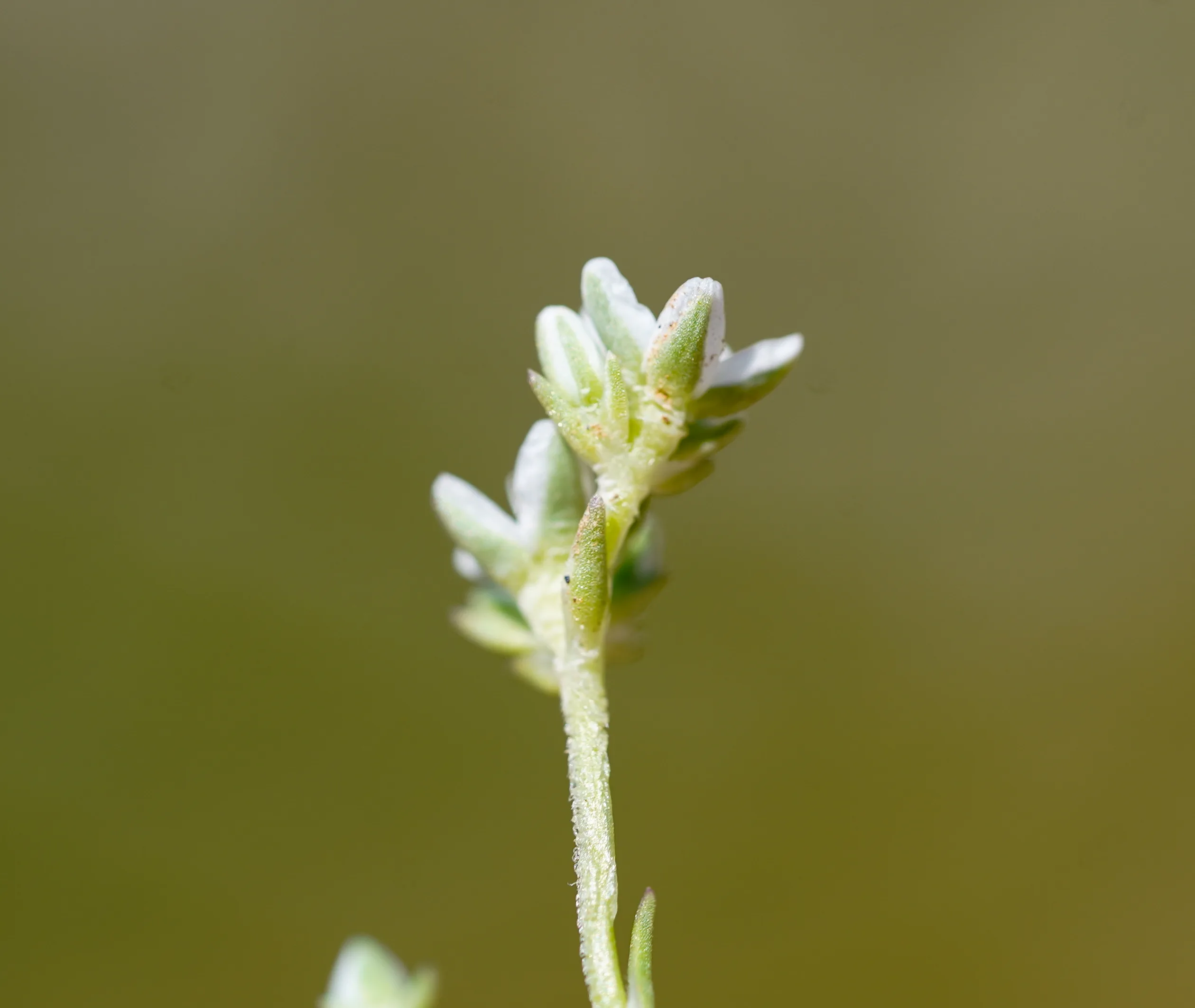 Scleranthus perennis subsp. marginatus