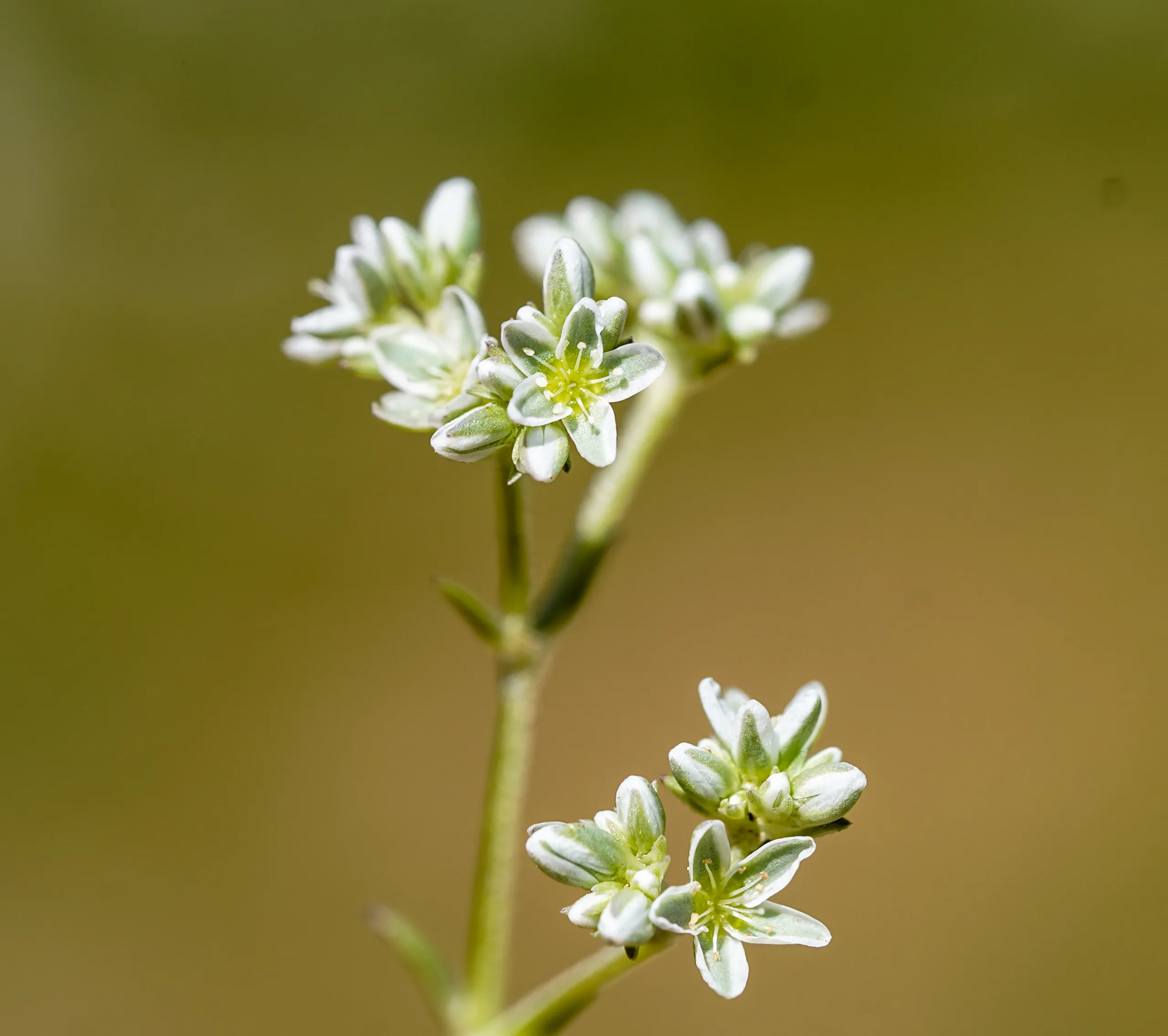 Scleranthus perennis subsp. marginatus