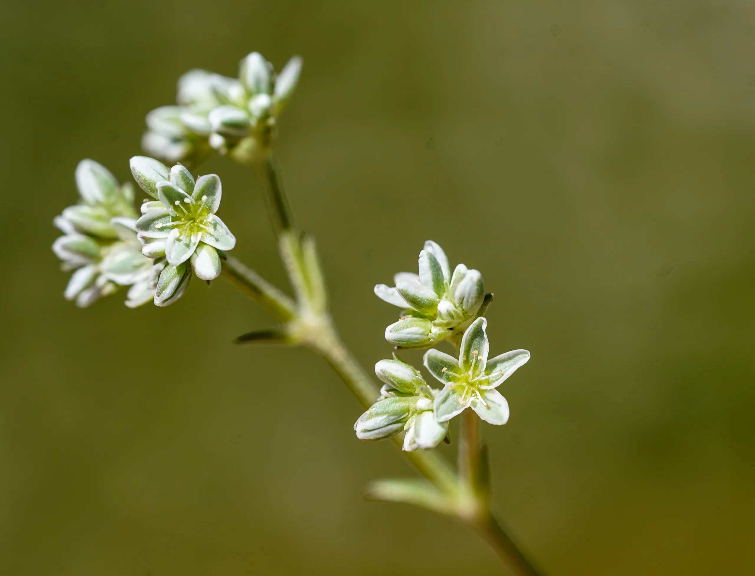 Scleranthus perennis subsp. marginatus