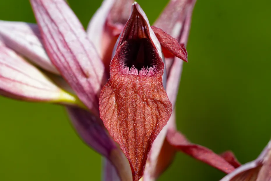 Serapias orientalis