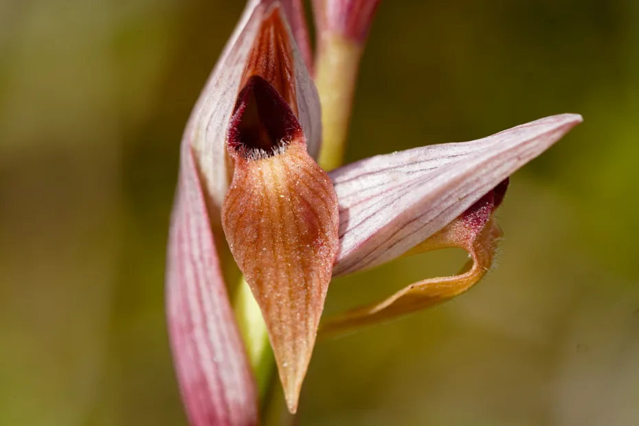 Serapias politisii