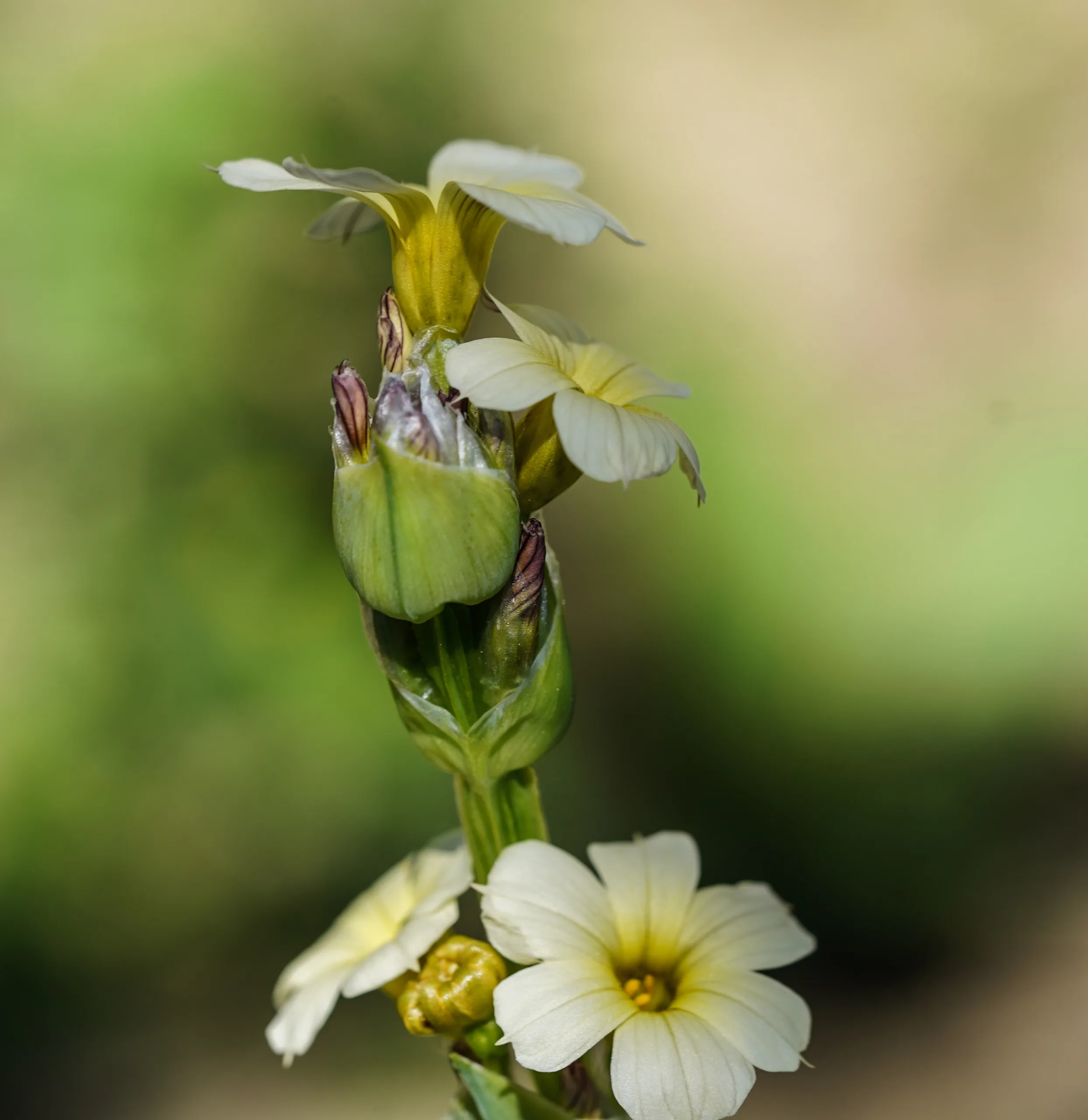 Sisyrinchium striatum