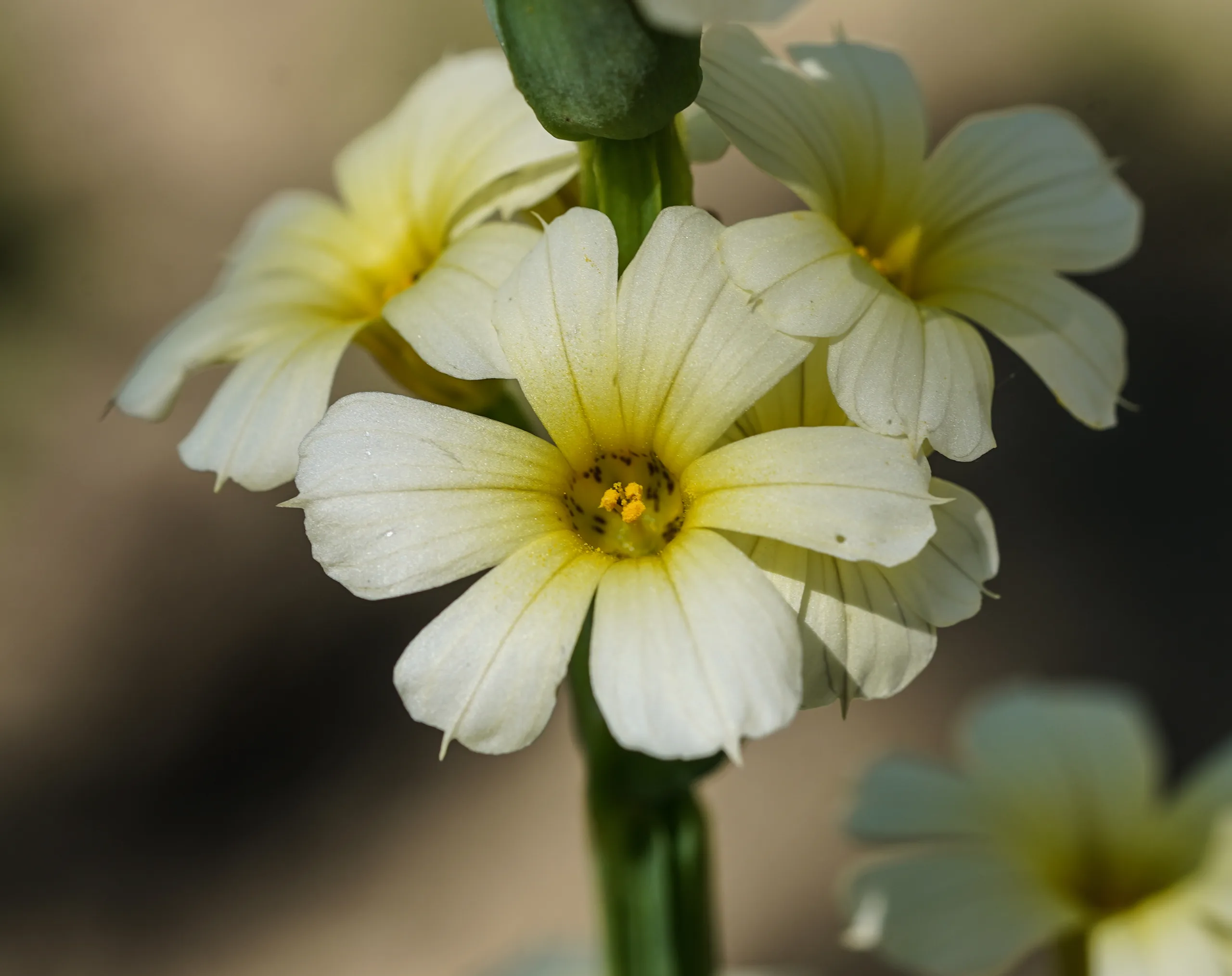 Sisyrinchium striatum (Sarı çimsüseni)