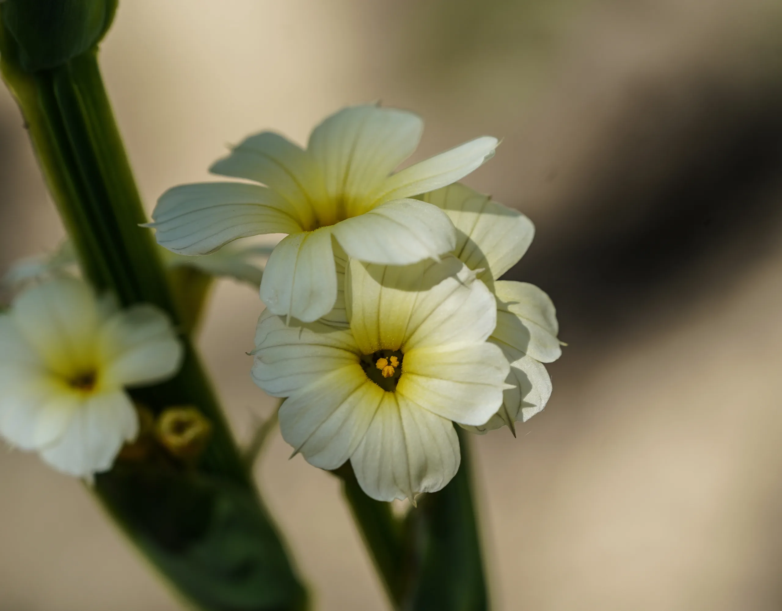 Sisyrinchium striatum