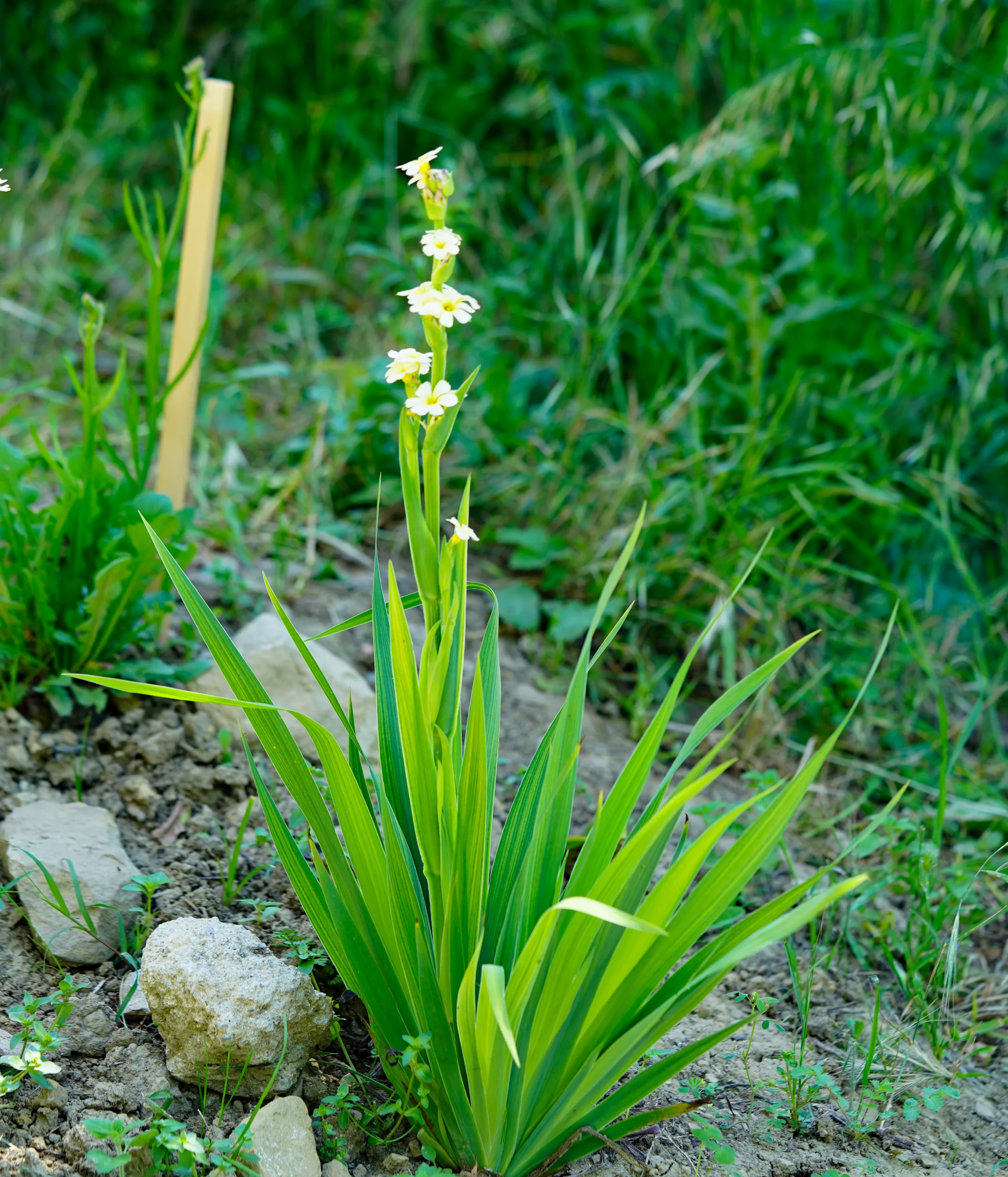 Sisyrinchium striatum