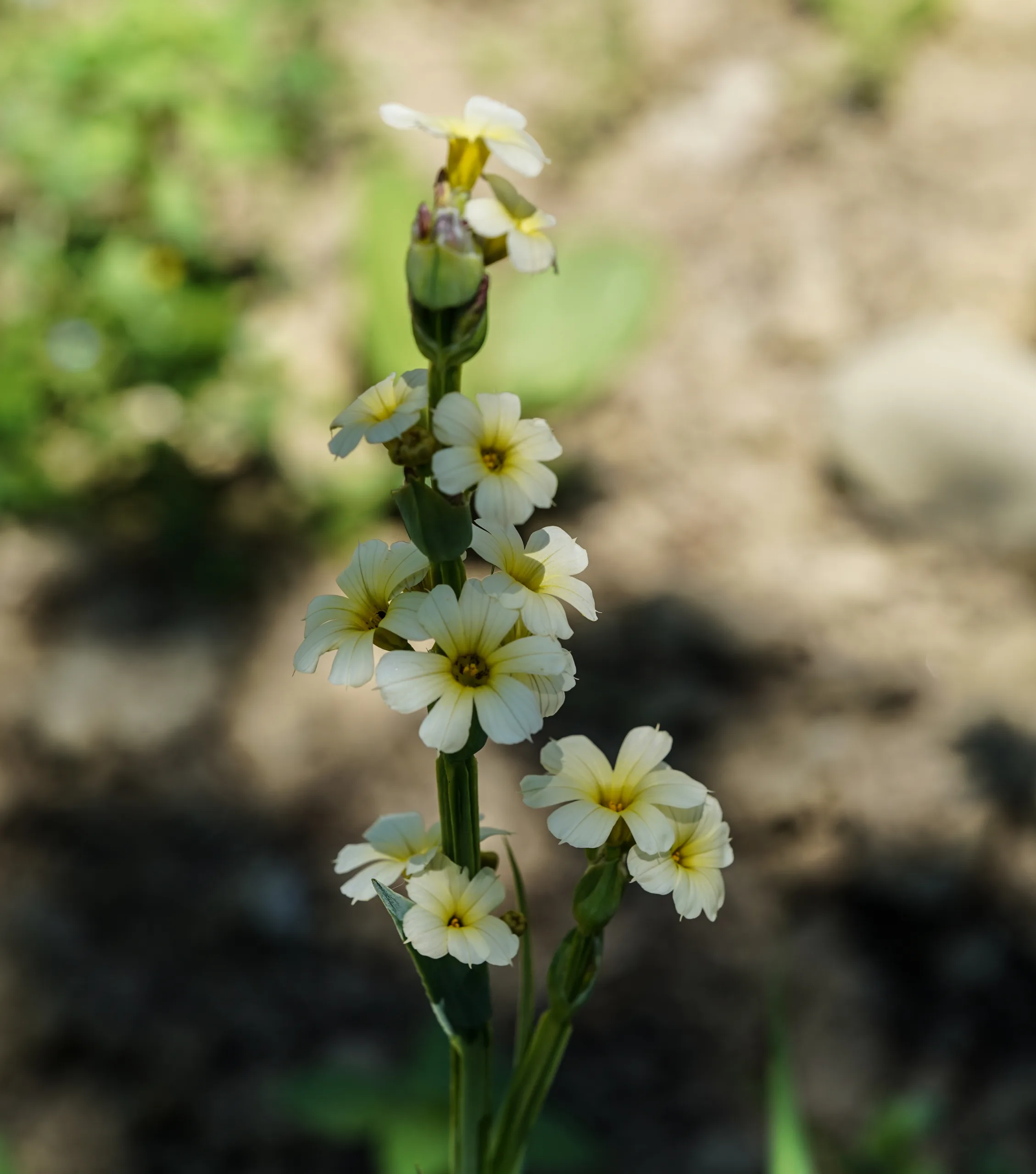 Sisyrinchium striatum