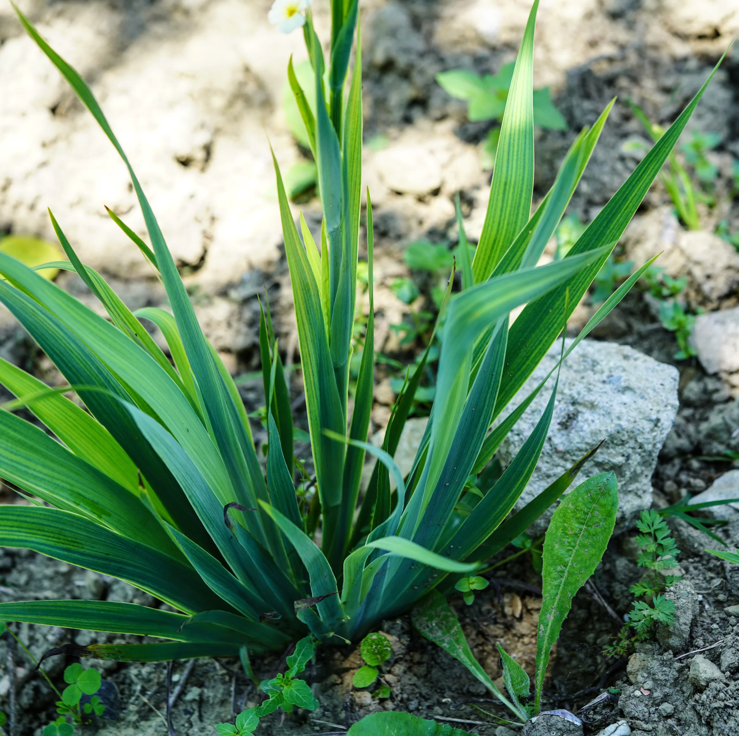 Sisyrinchium striatum