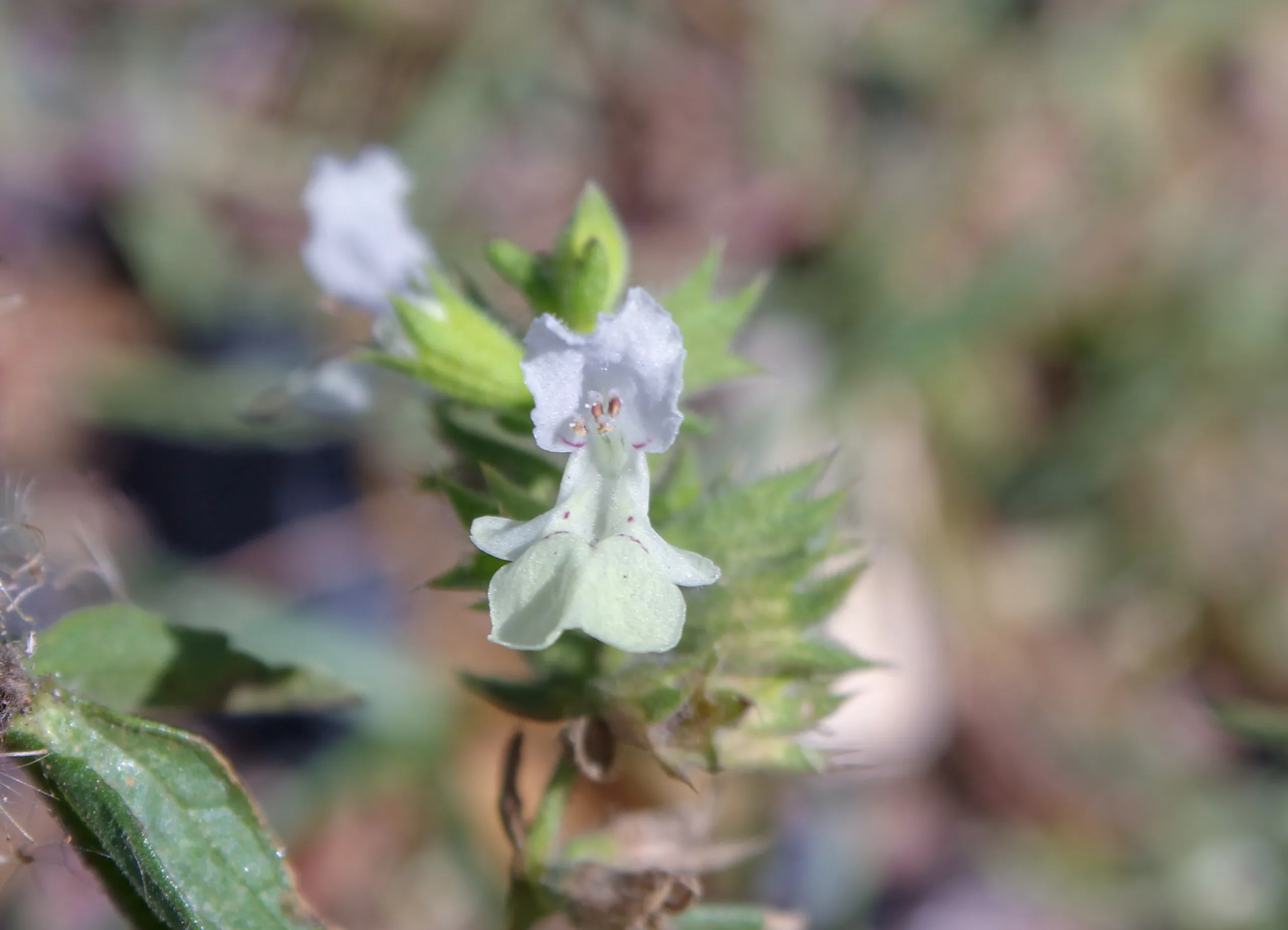 Stachys annua subsp. cilicica (Dağ çayçesi)