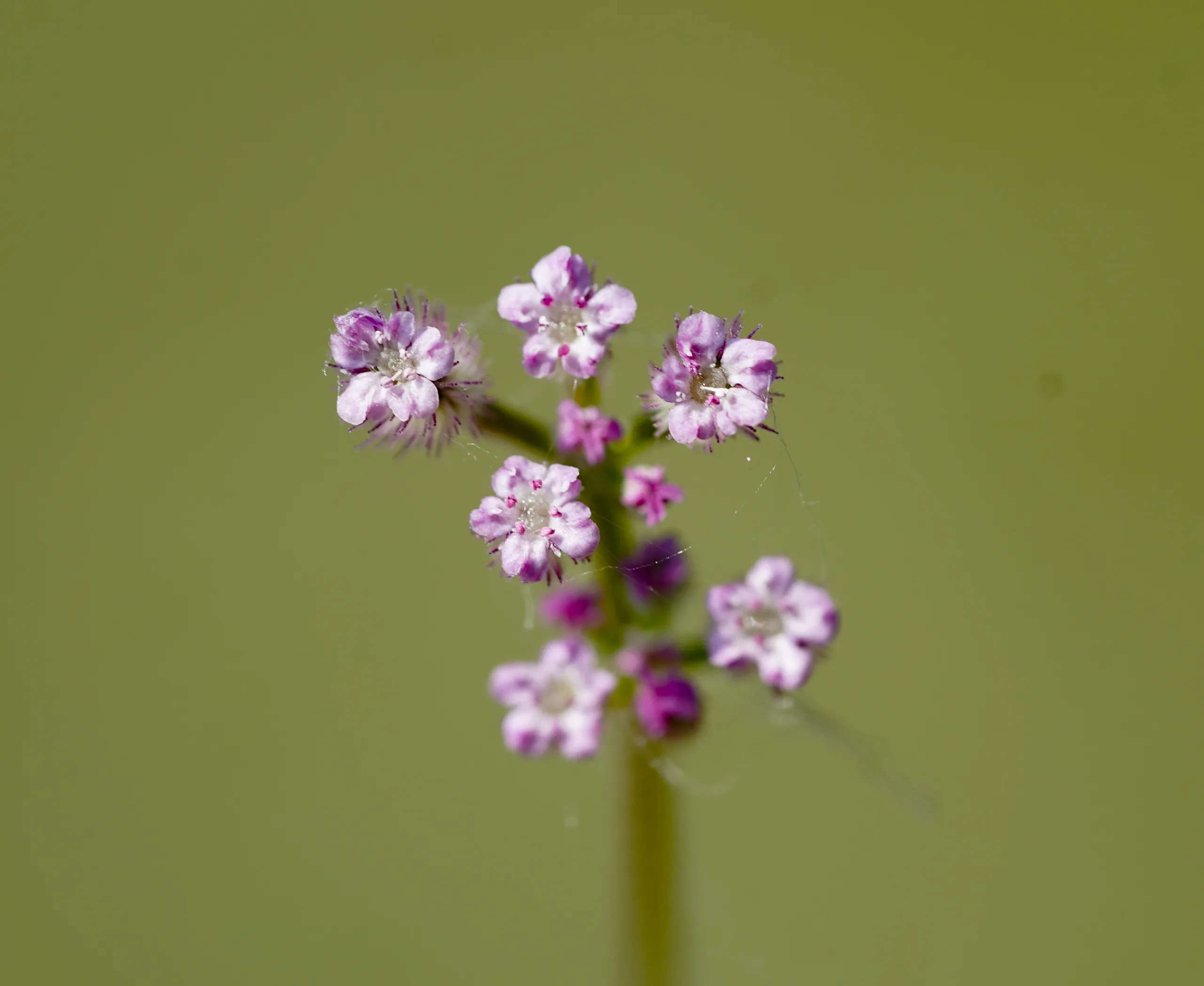 Torilis africana (Mor dercikotu)