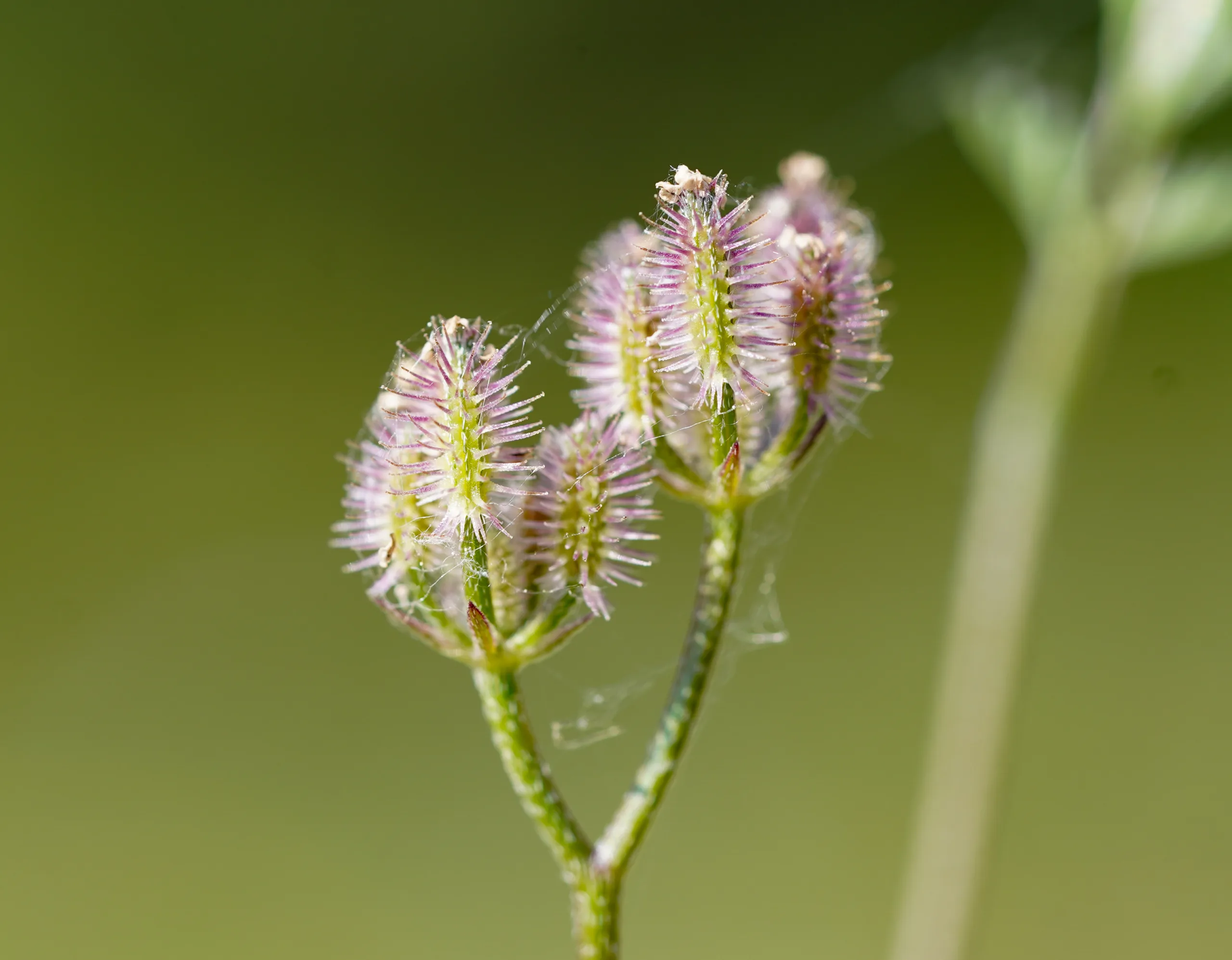 Torilis africana
