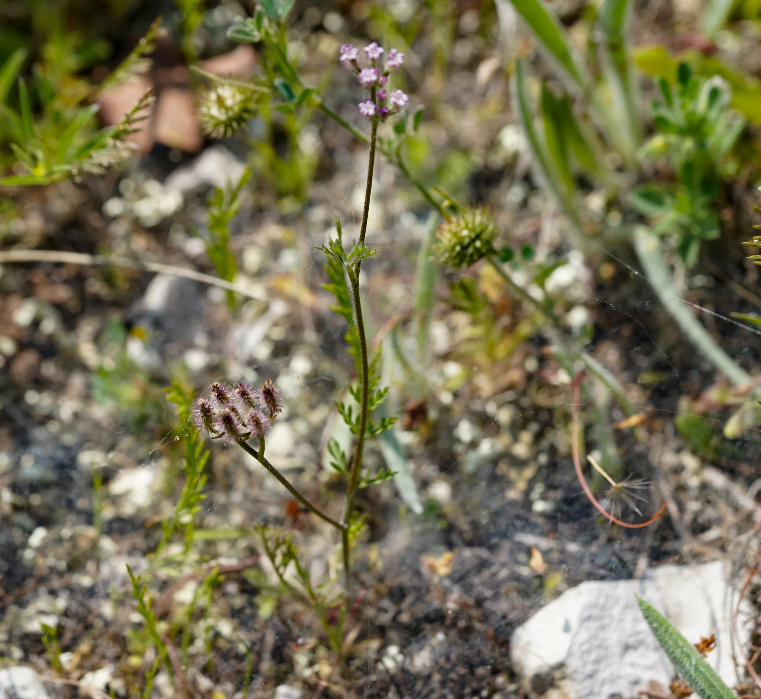 Torilis africana
