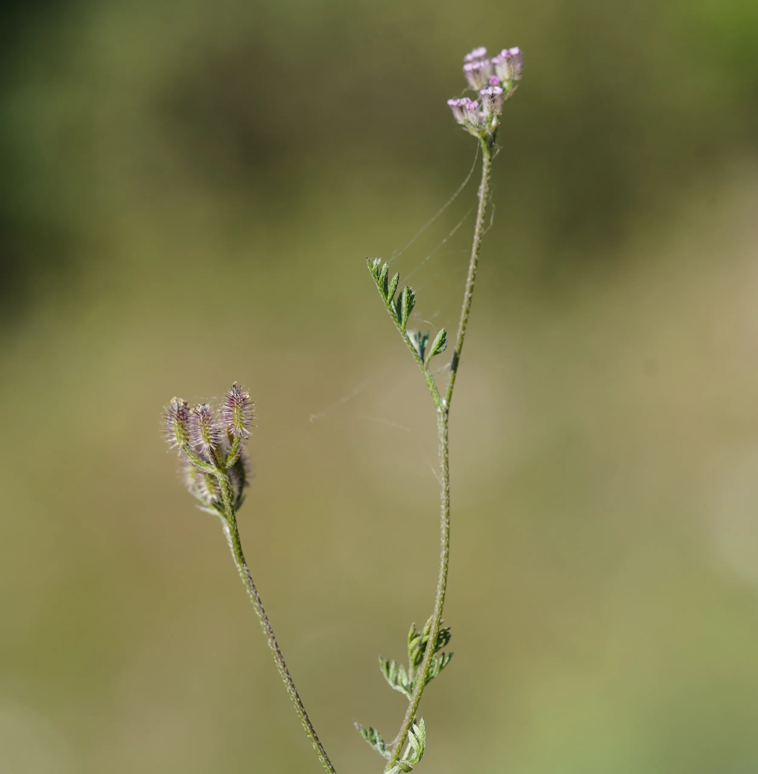 Torilis africana