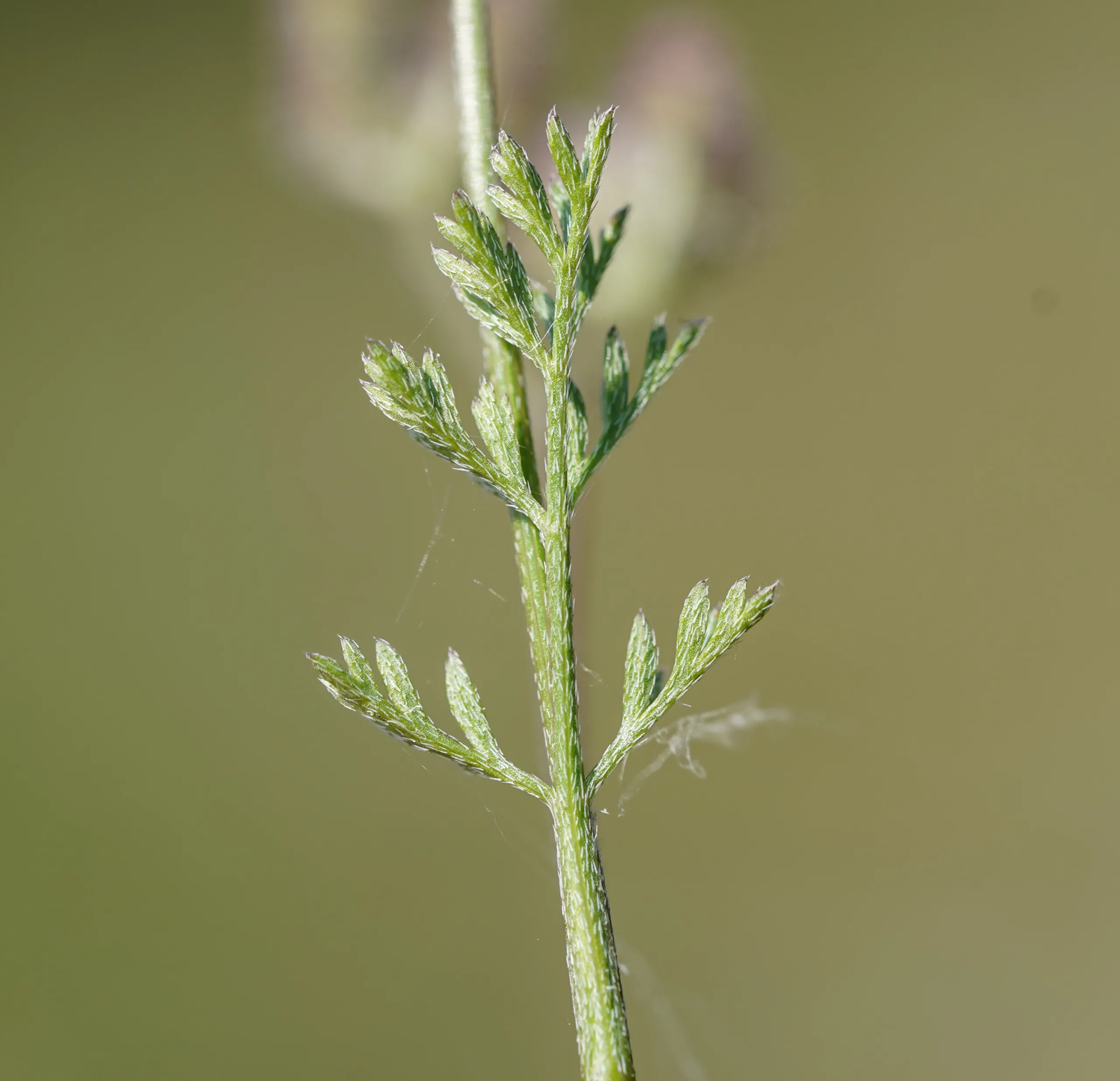 Torilis africana