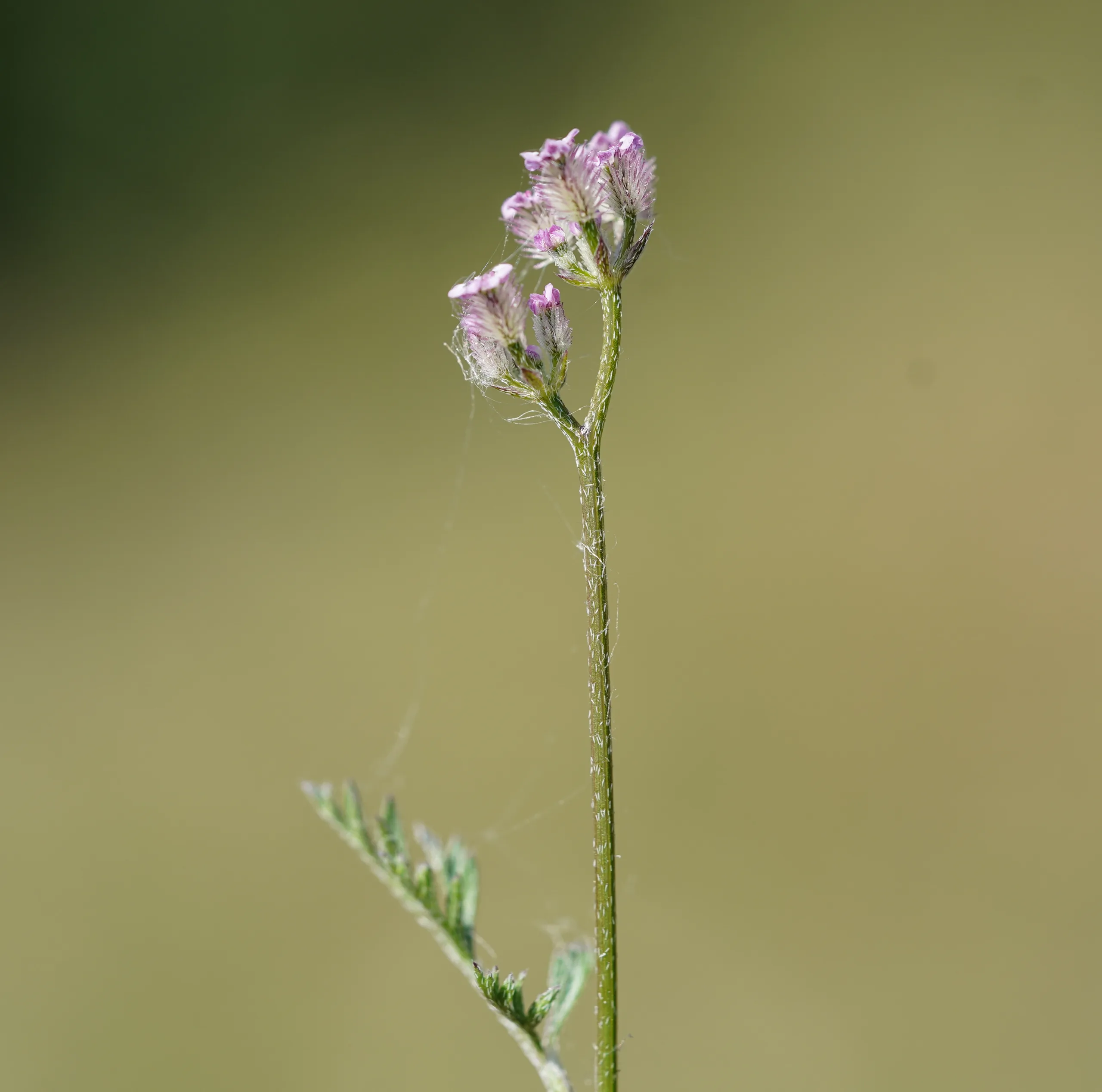 Torilis africana