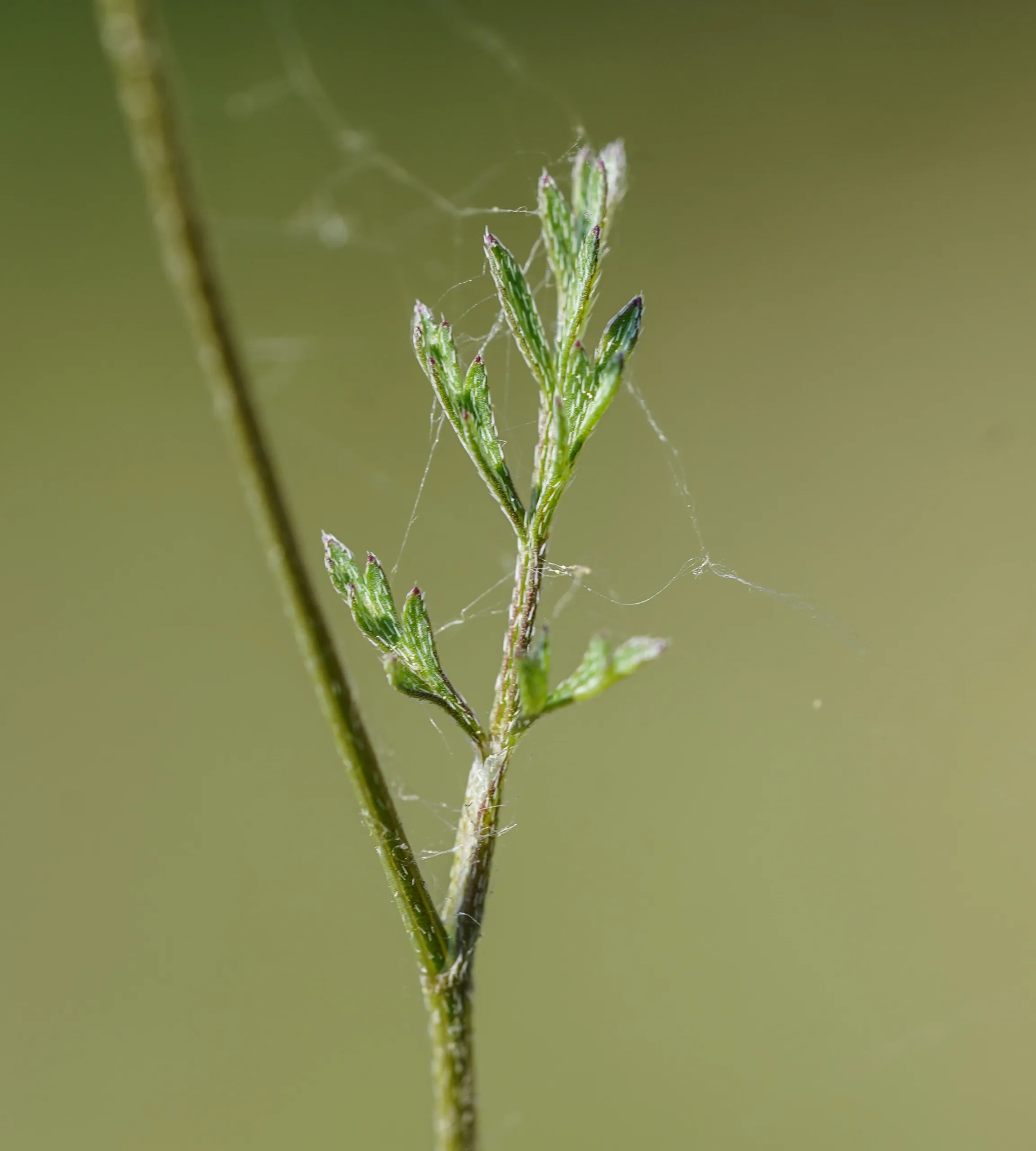Torilis africana