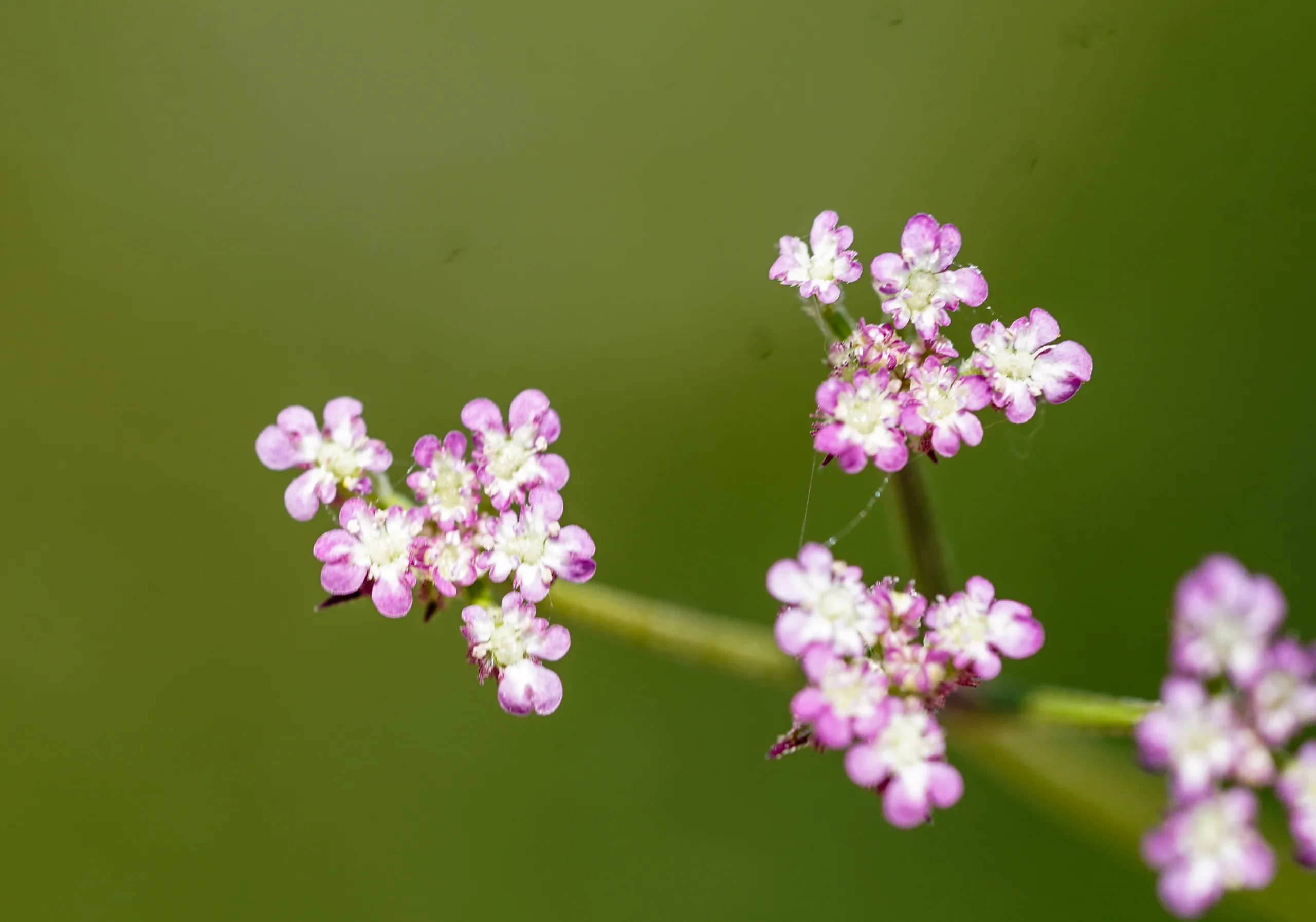 Torilis arvensis (Dercik otu)