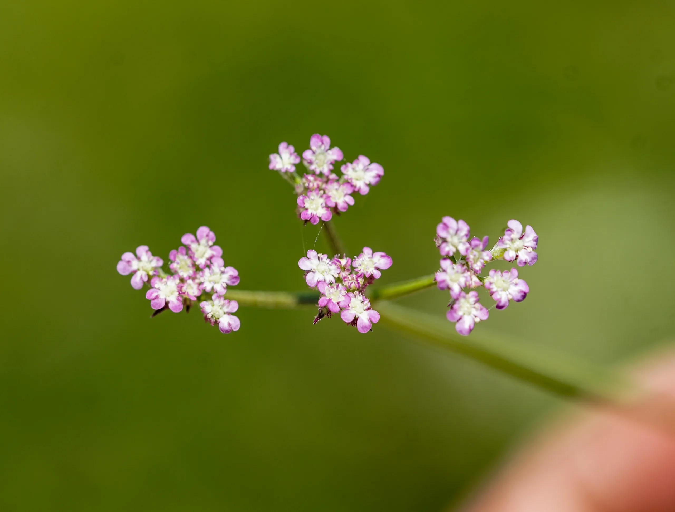 Torilis arvensis