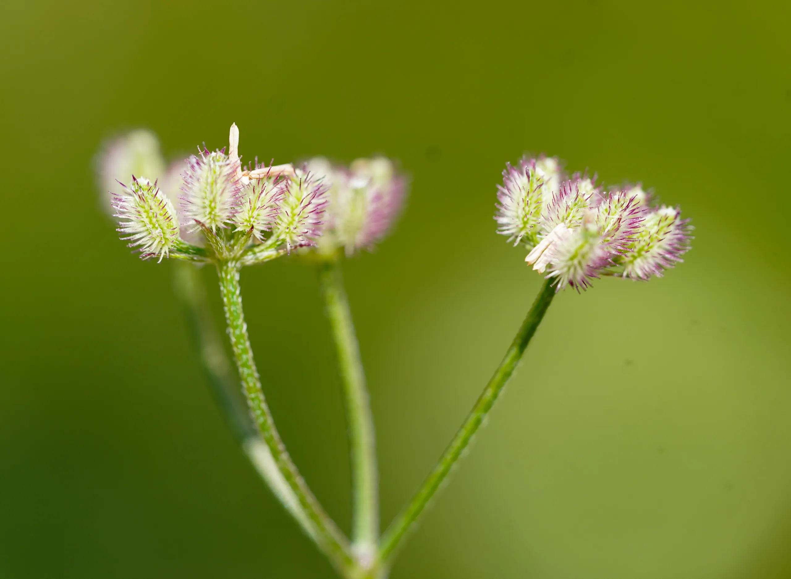 Torilis arvensis