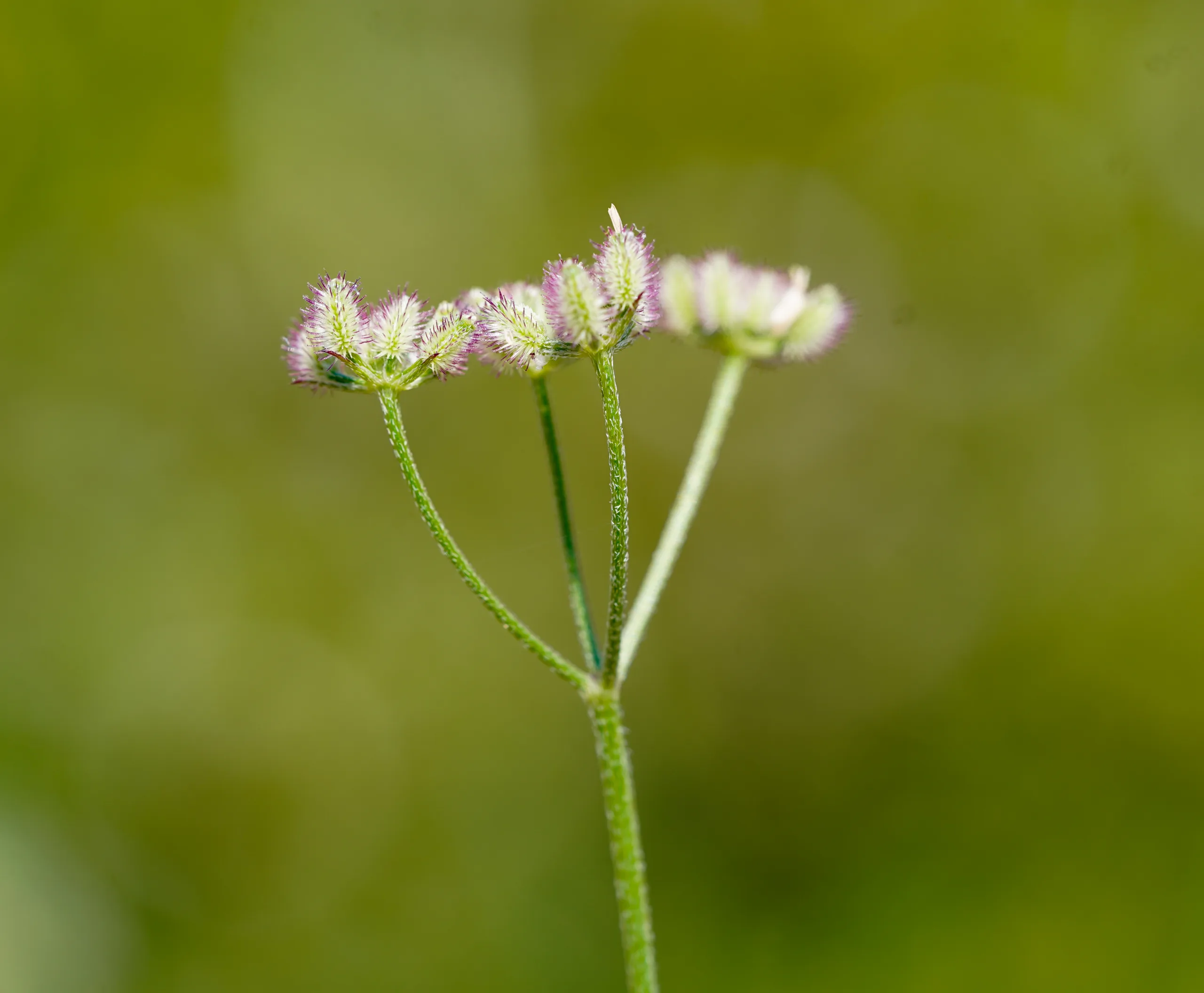Torilis arvensis