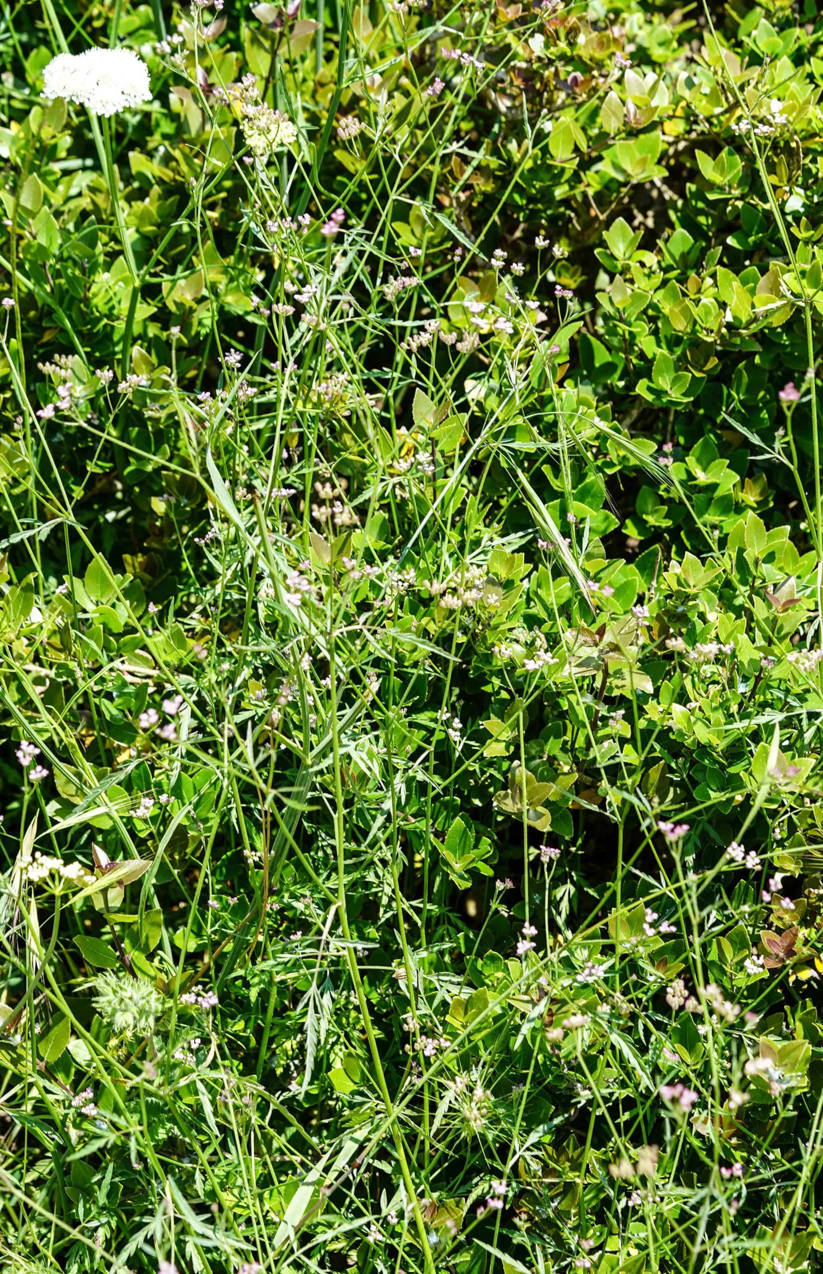Torilis arvensis