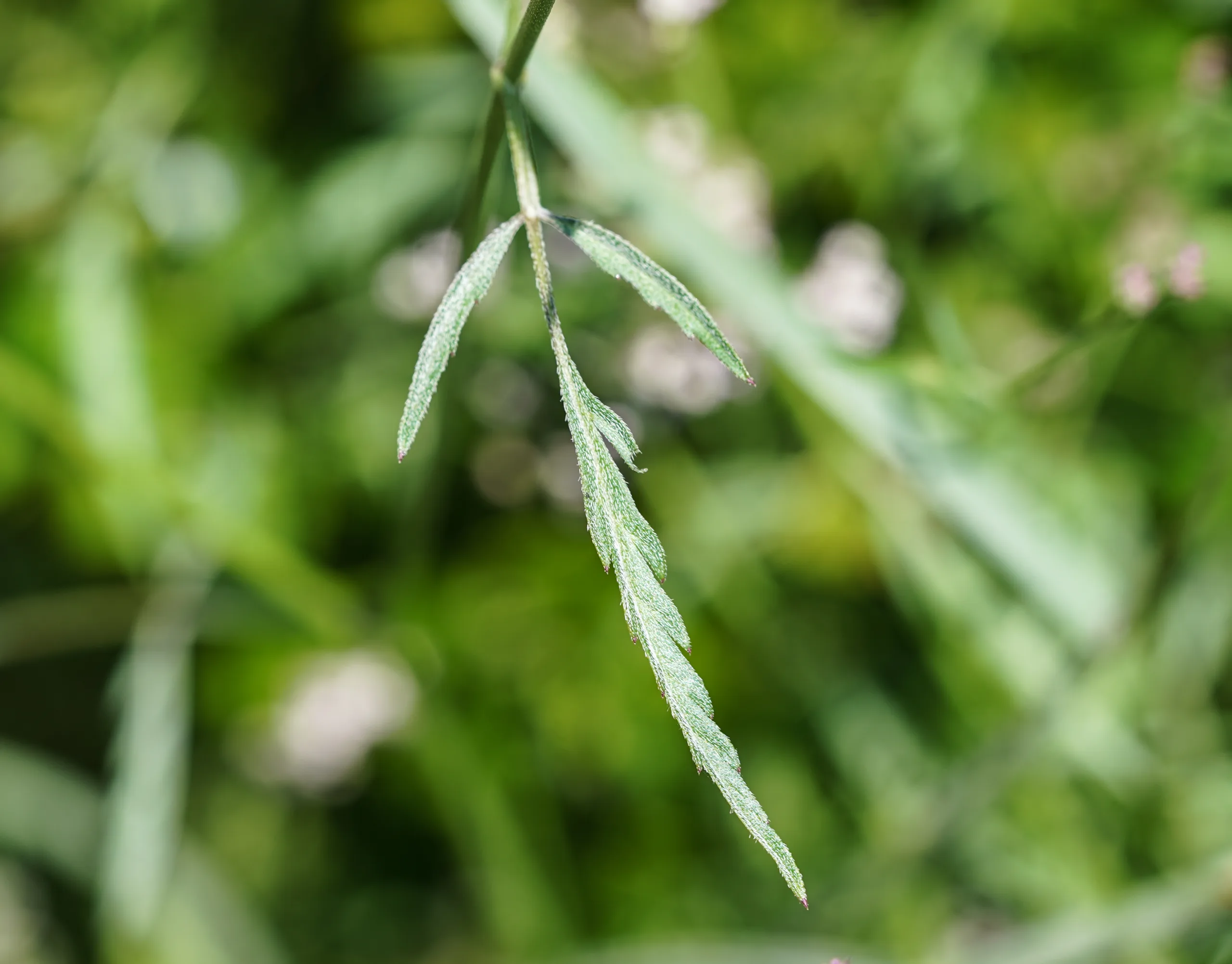 Torilis arvensis