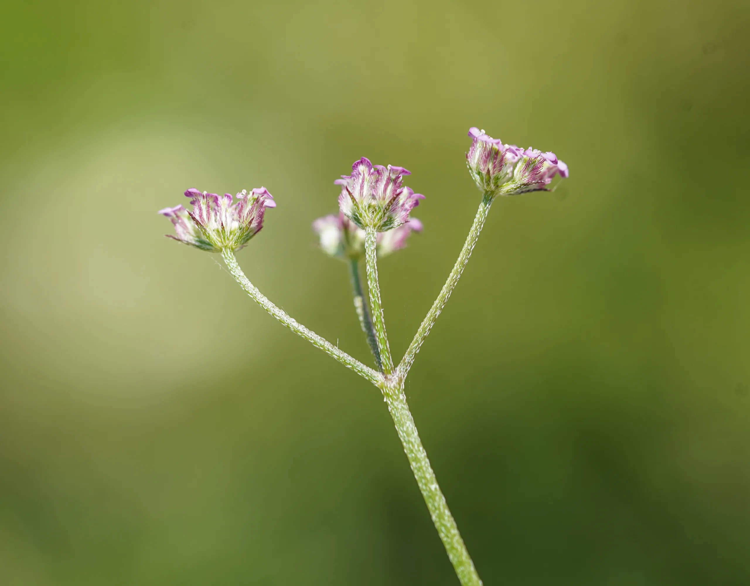Torilis arvensis