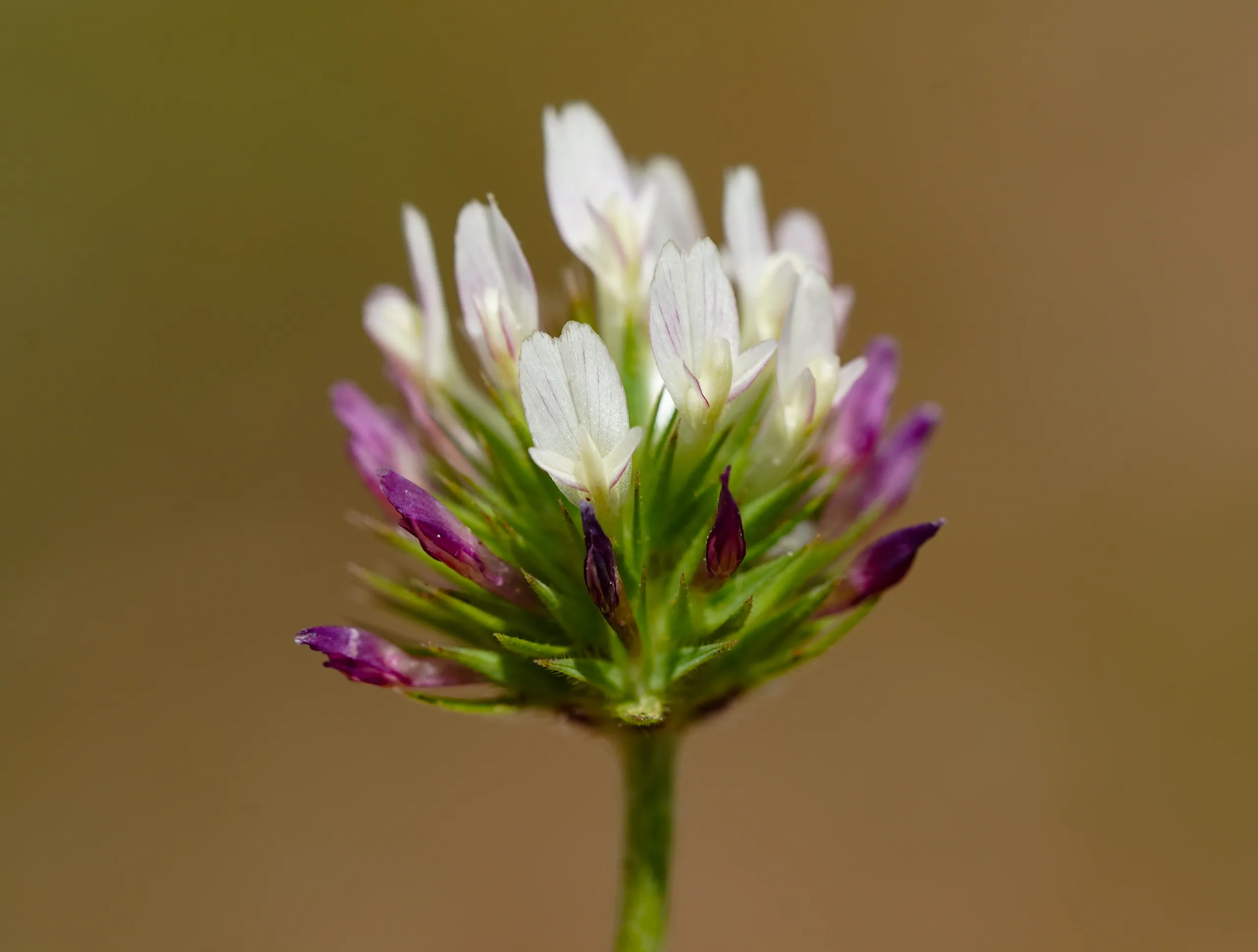Trifolium leucanthum (Yapışık üçgül)