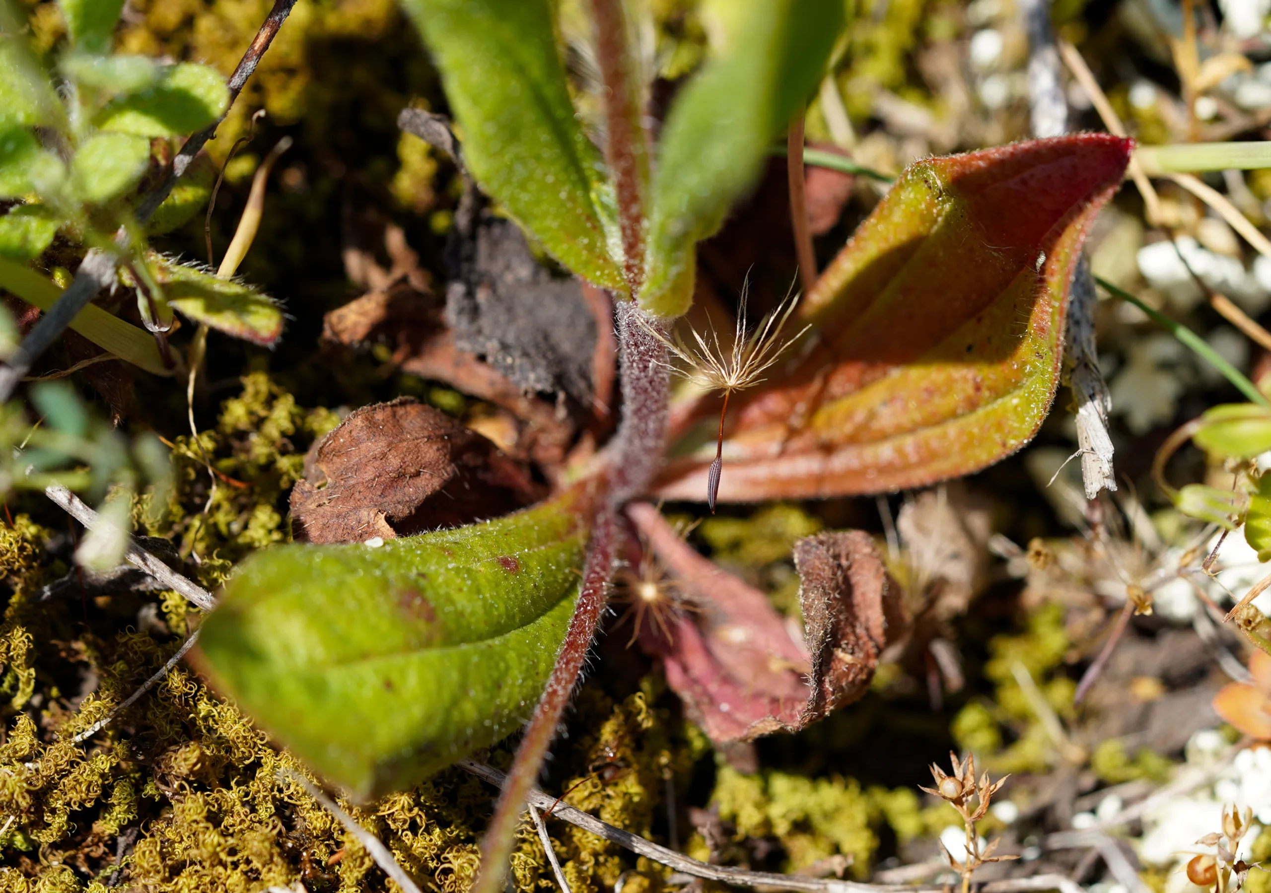 Tuberaria plantaginea