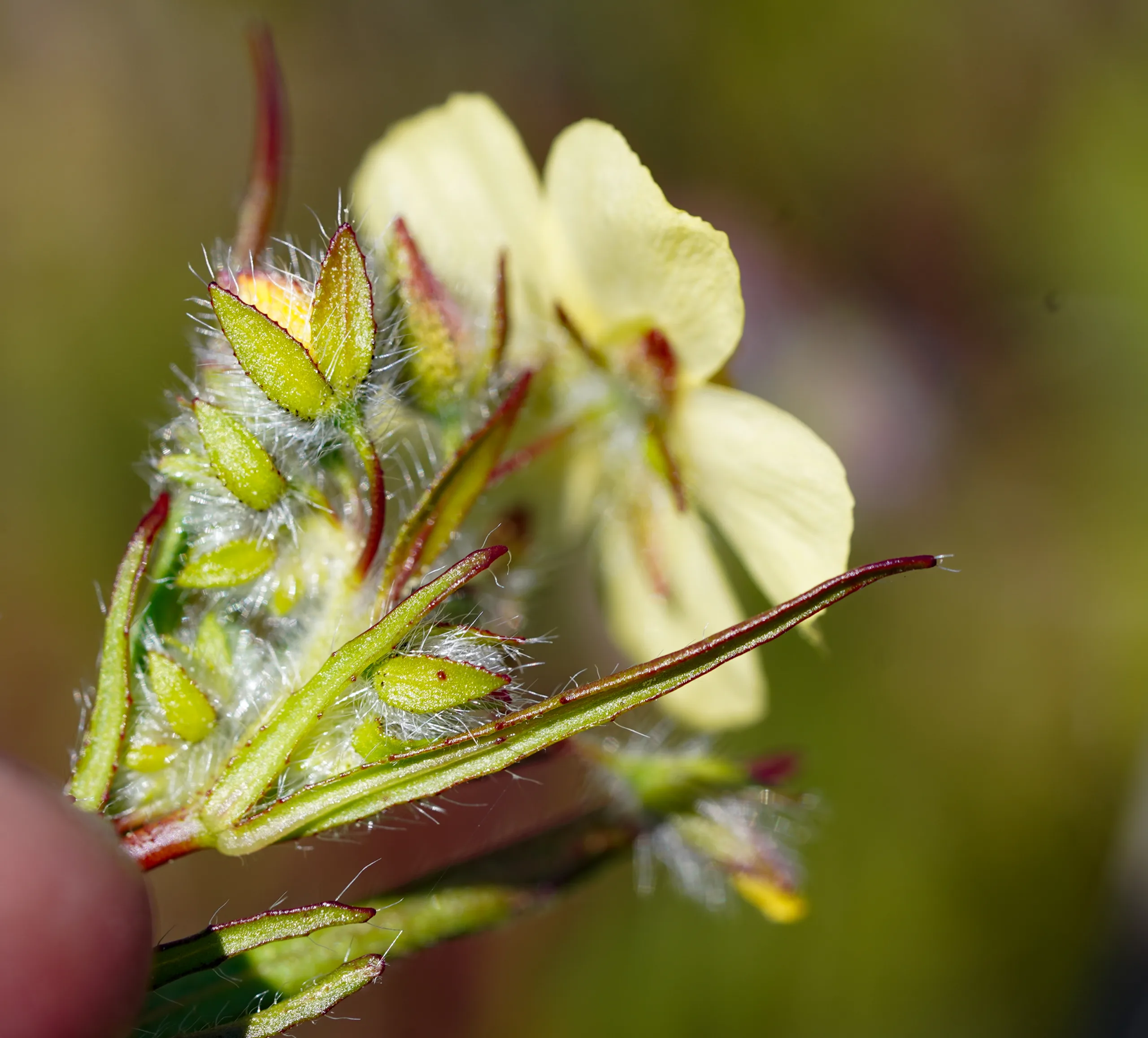 Tuberaria plantaginea