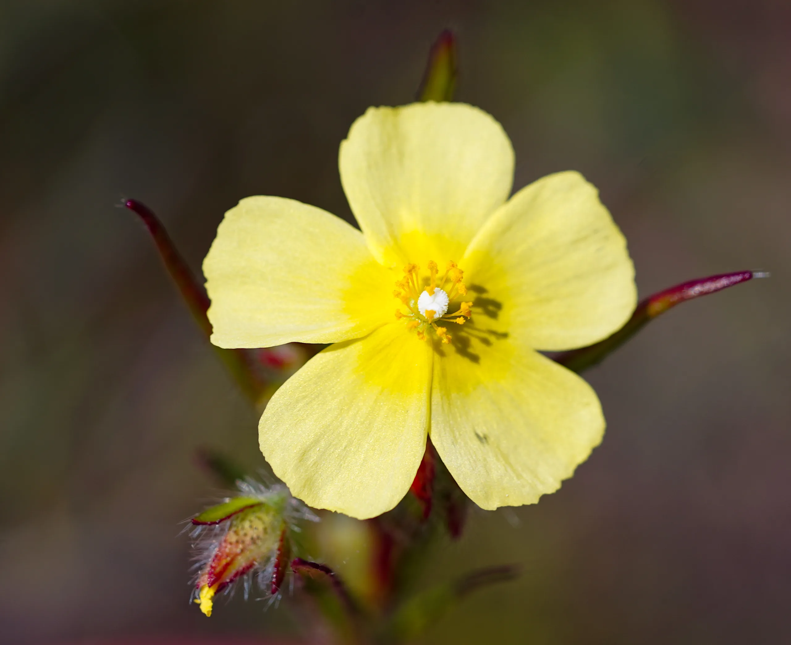 Tuberaria plantaginea