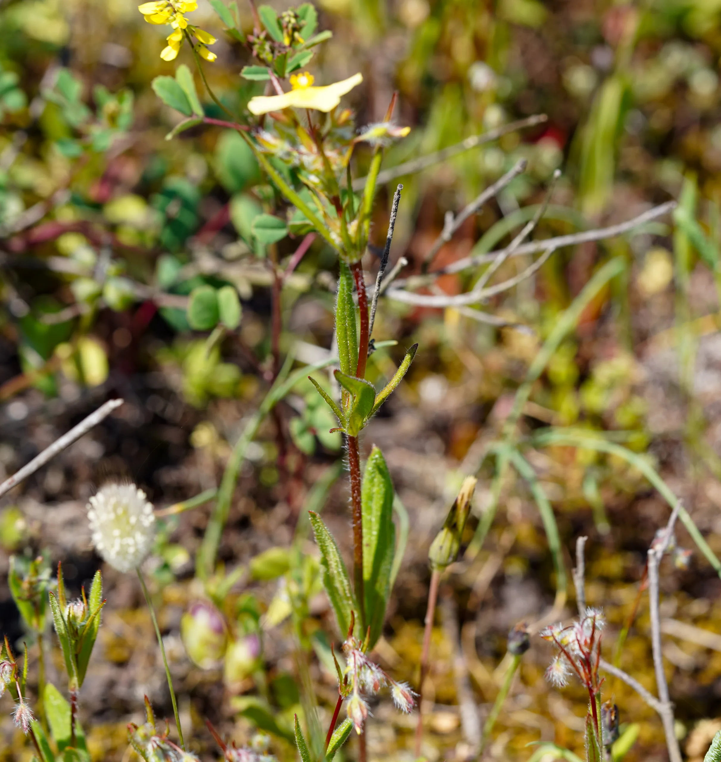 Tuberaria plantaginea