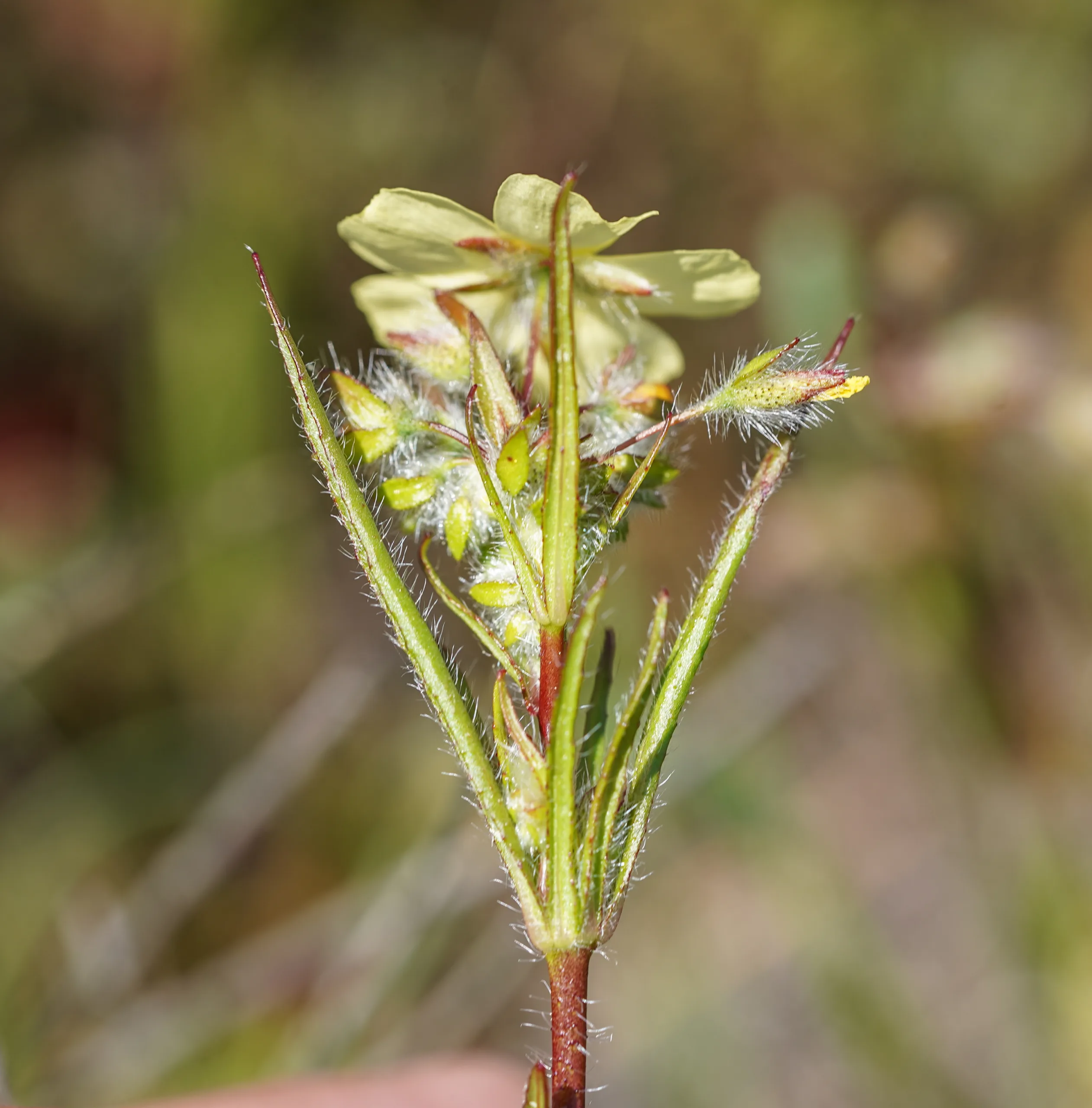 Tuberaria plantaginea