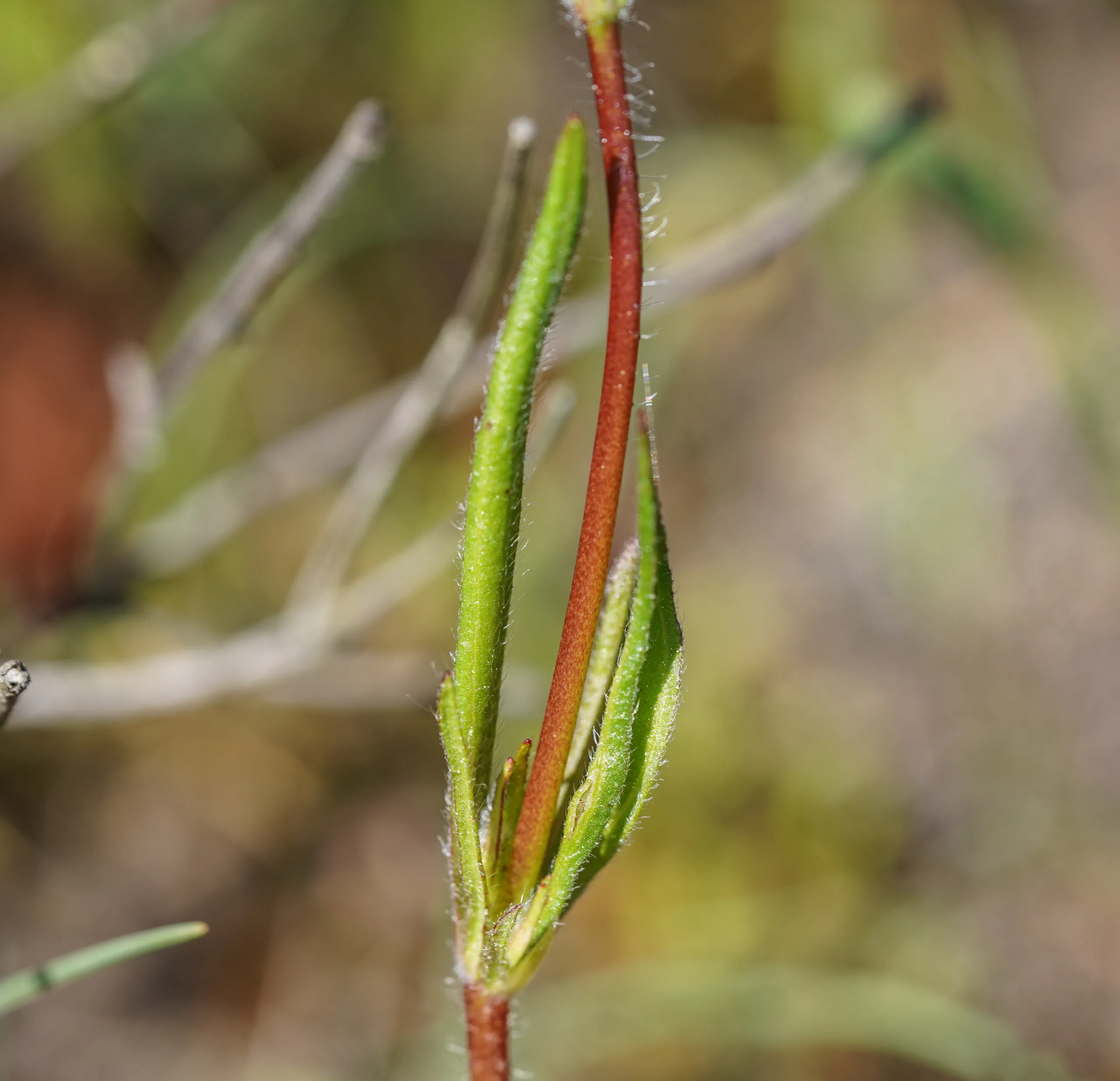 Tuberaria plantaginea