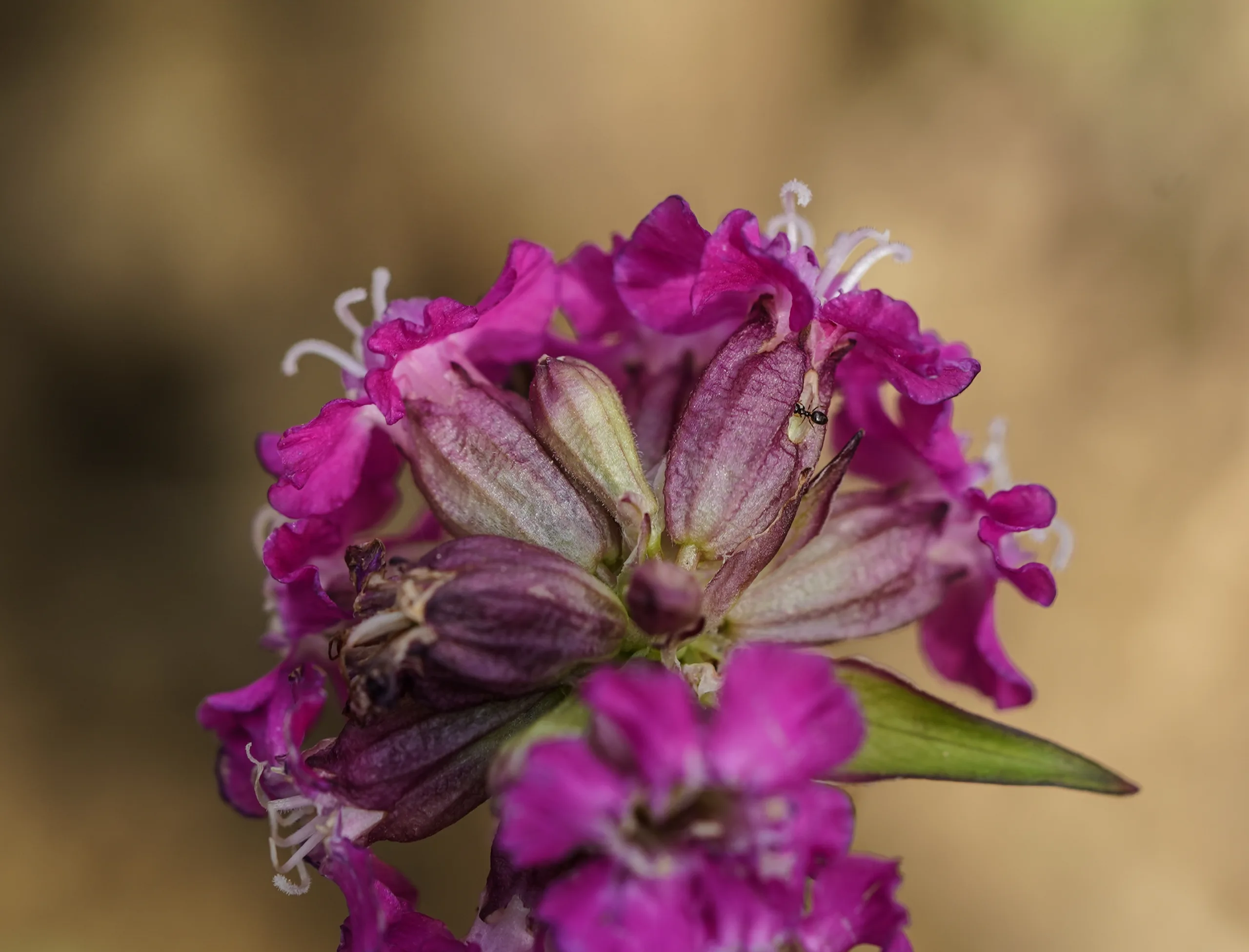 Viscaria vulgaris