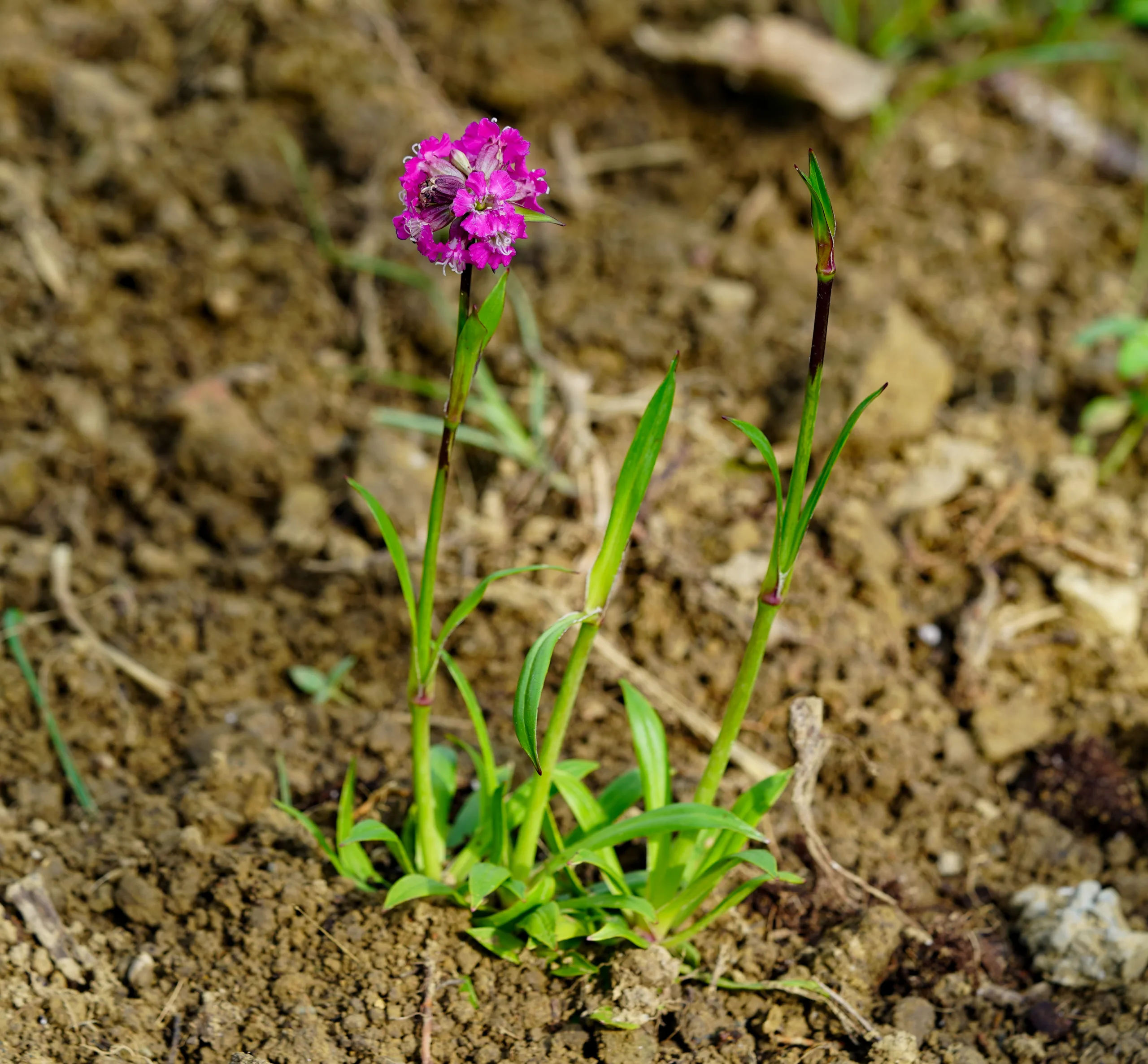Viscaria vulgaris