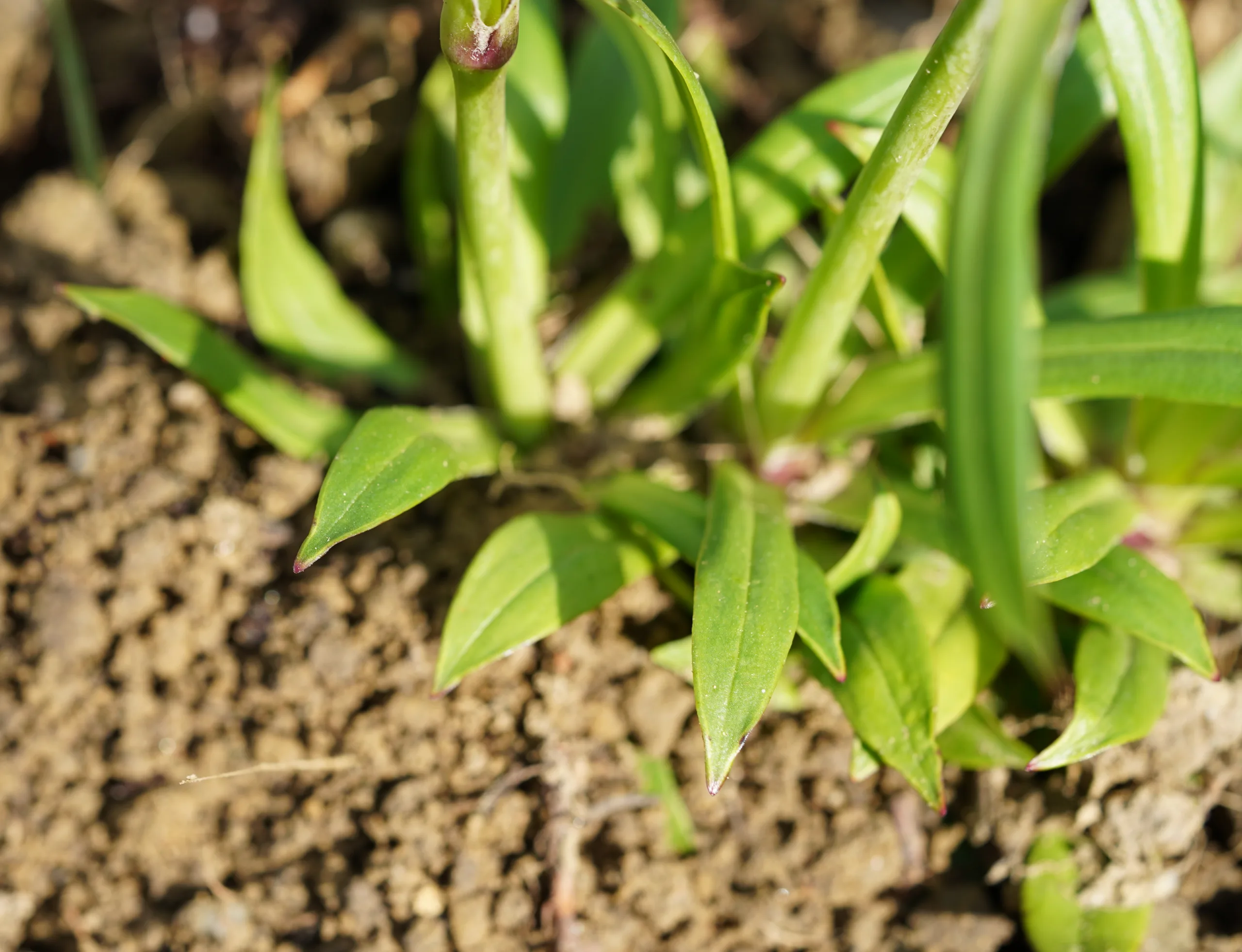 Viscaria vulgaris