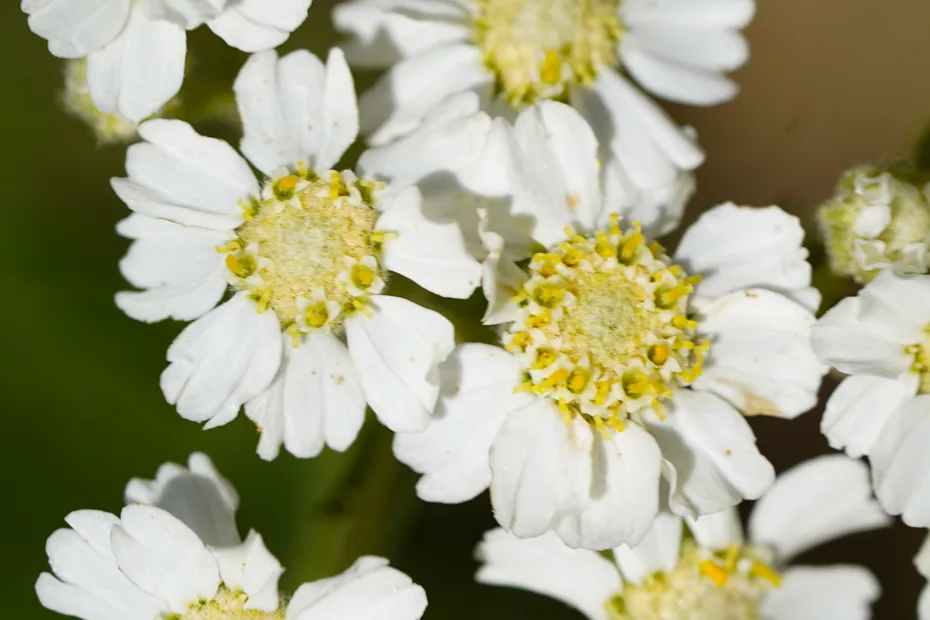 Achillea ptarmica