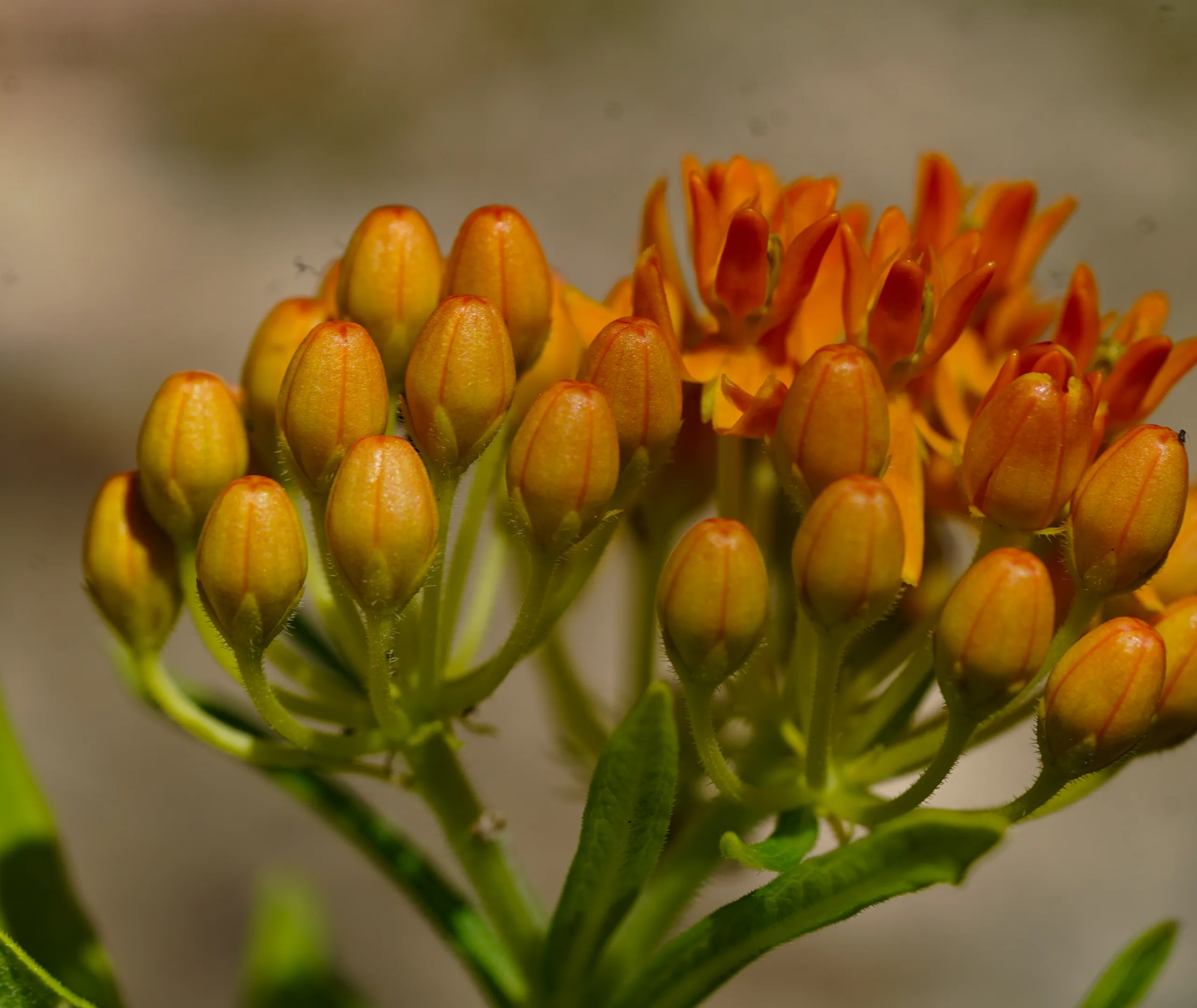 Asclepias tuberosa