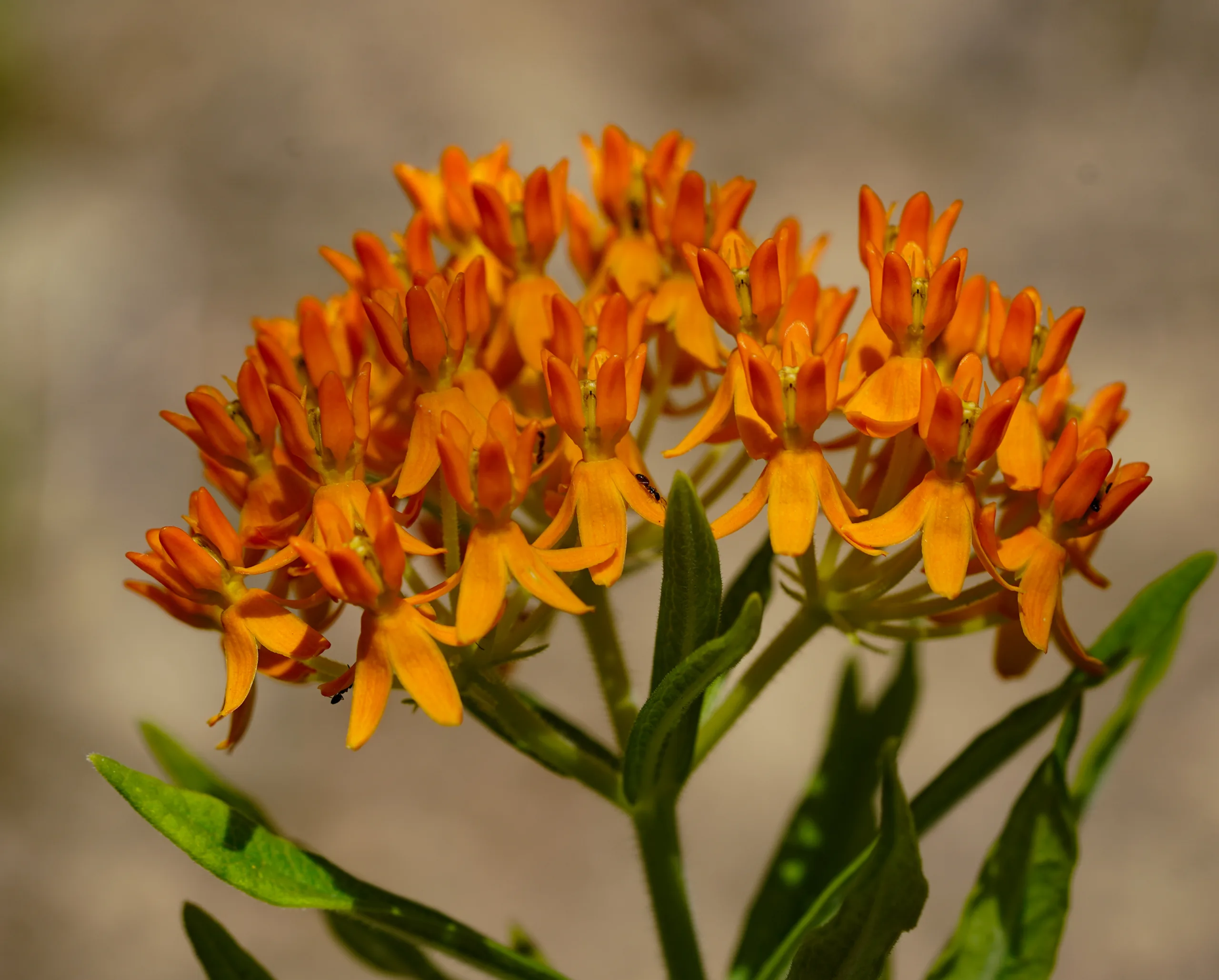 Asclepias tuberosa