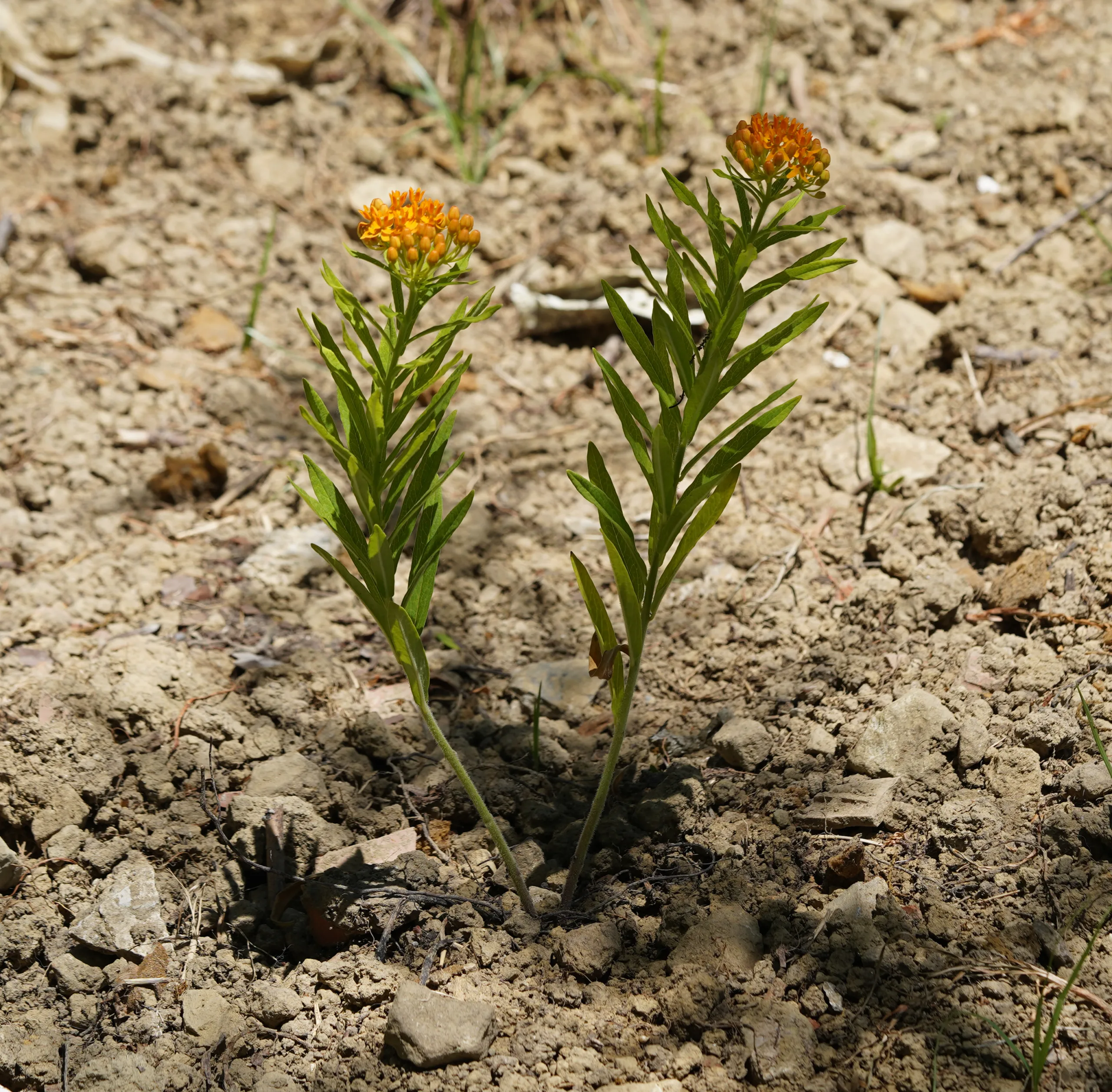 Asclepias tuberosa